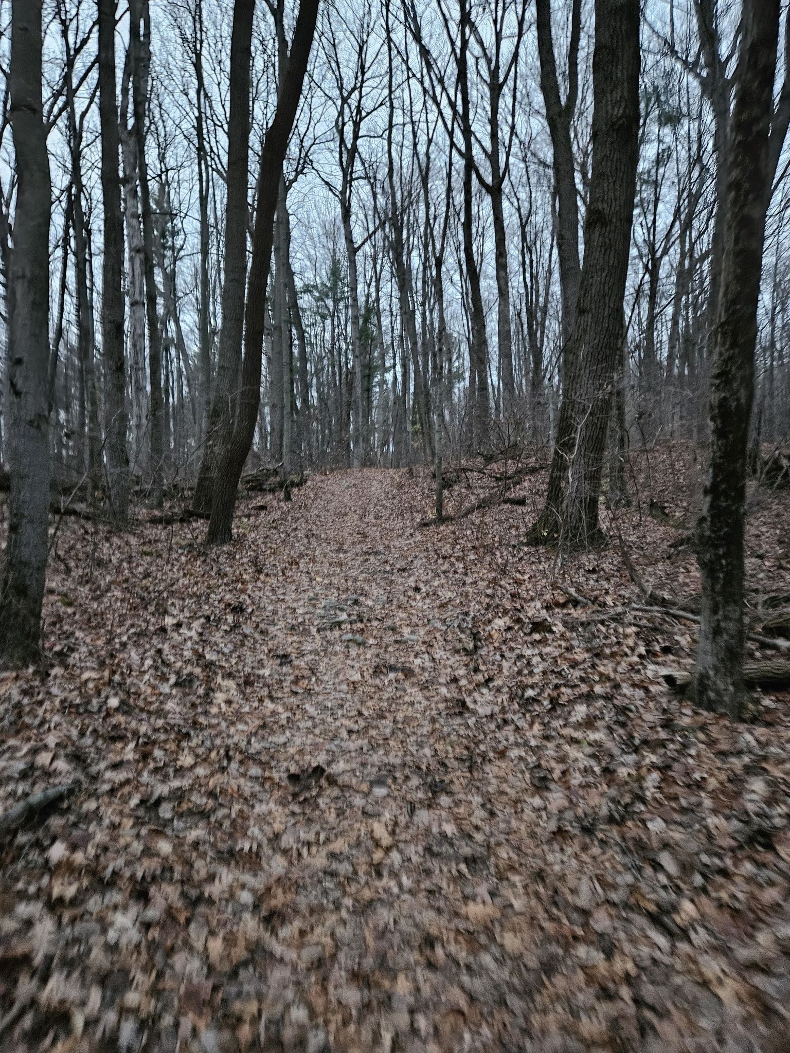 Leaf-covered forest path winding through bare trees on an overcast day. - Bald Mountain White and Blue Loop