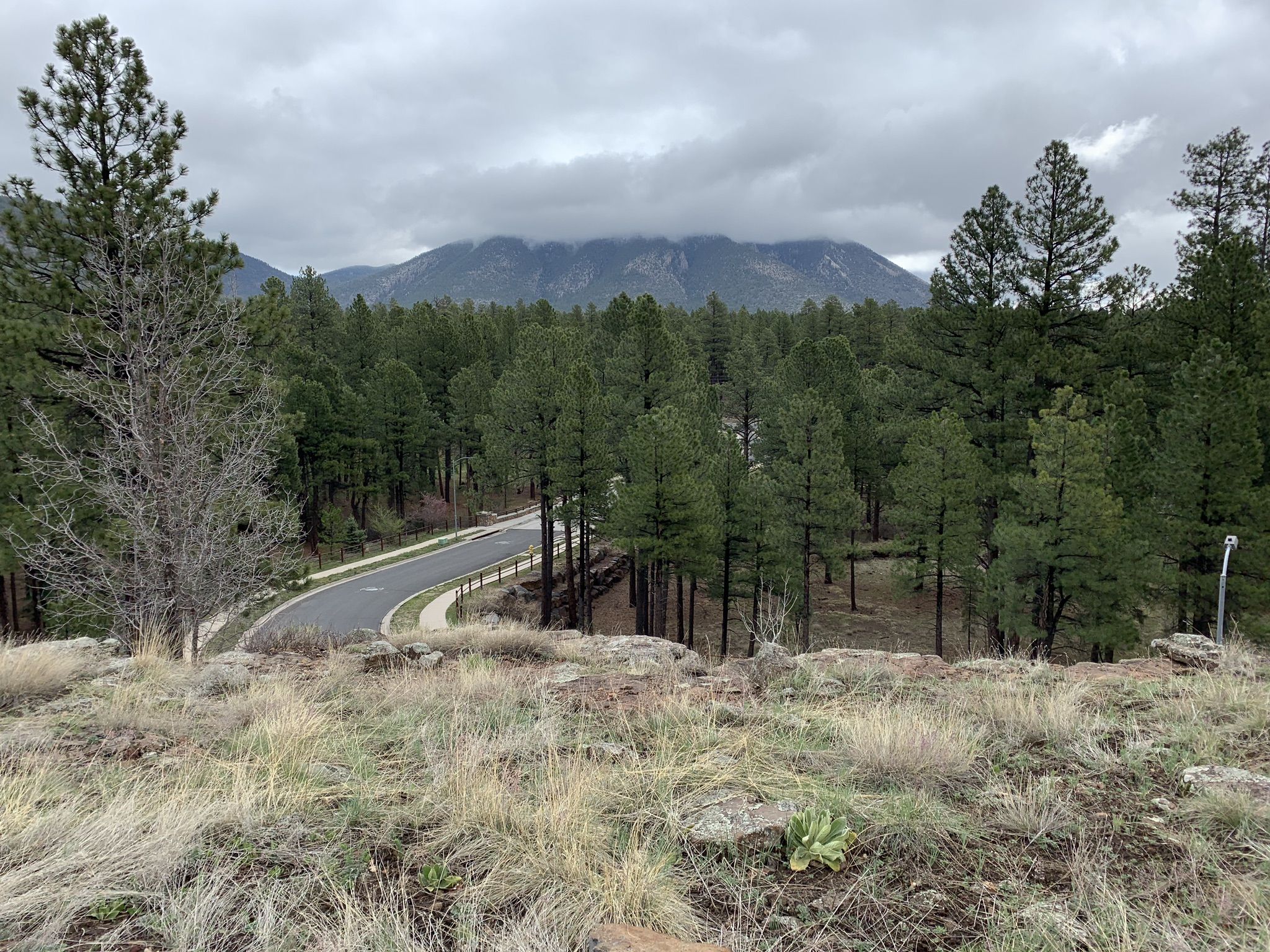 Overcast day, winding road through a dense pine forest with distant mountains. - Karen Cooper Trailhead – Flagstaff loop from Coconino High School
