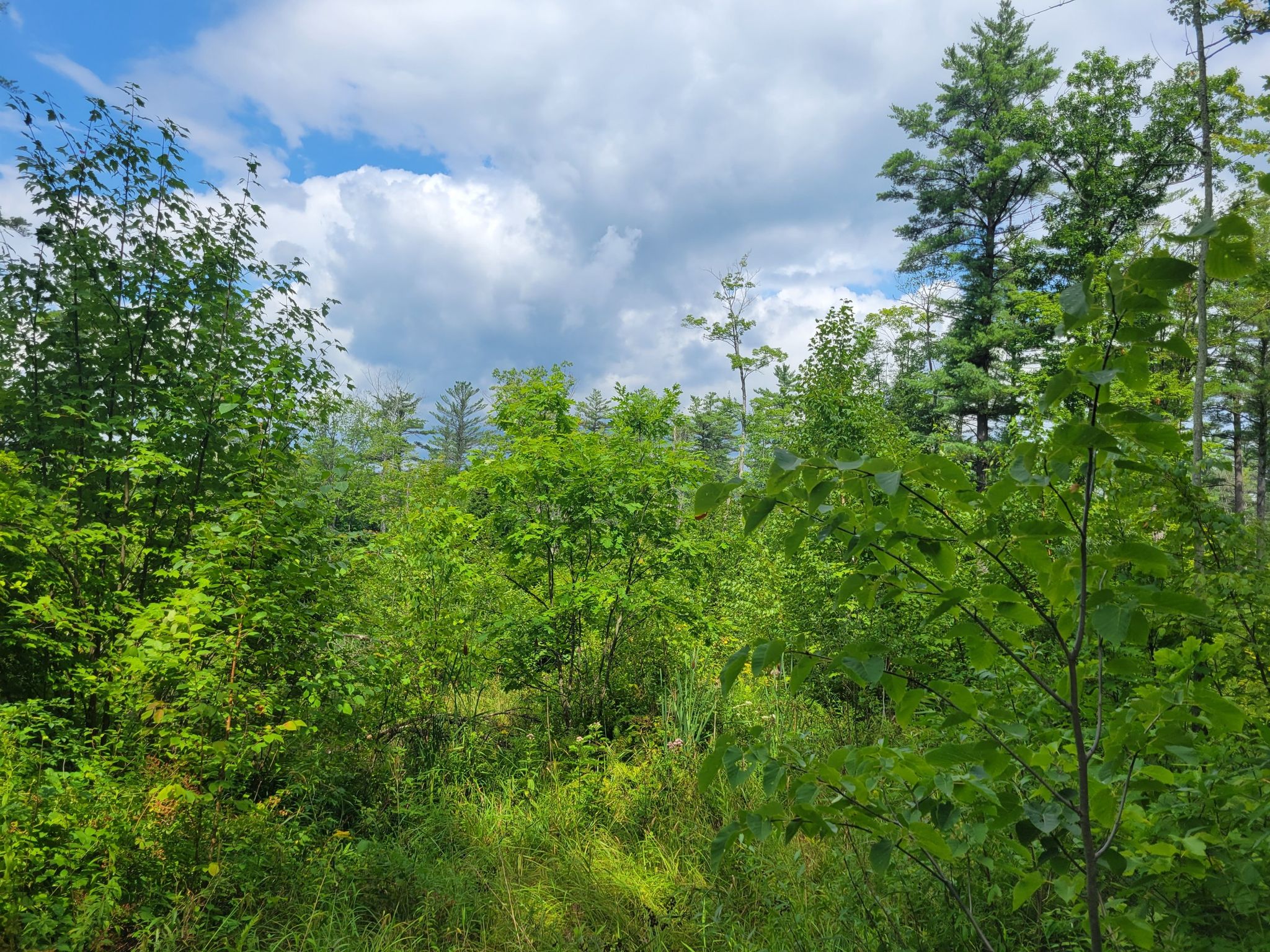 Dense green forest under a bright, partly cloudy sky. - Moody Park loops