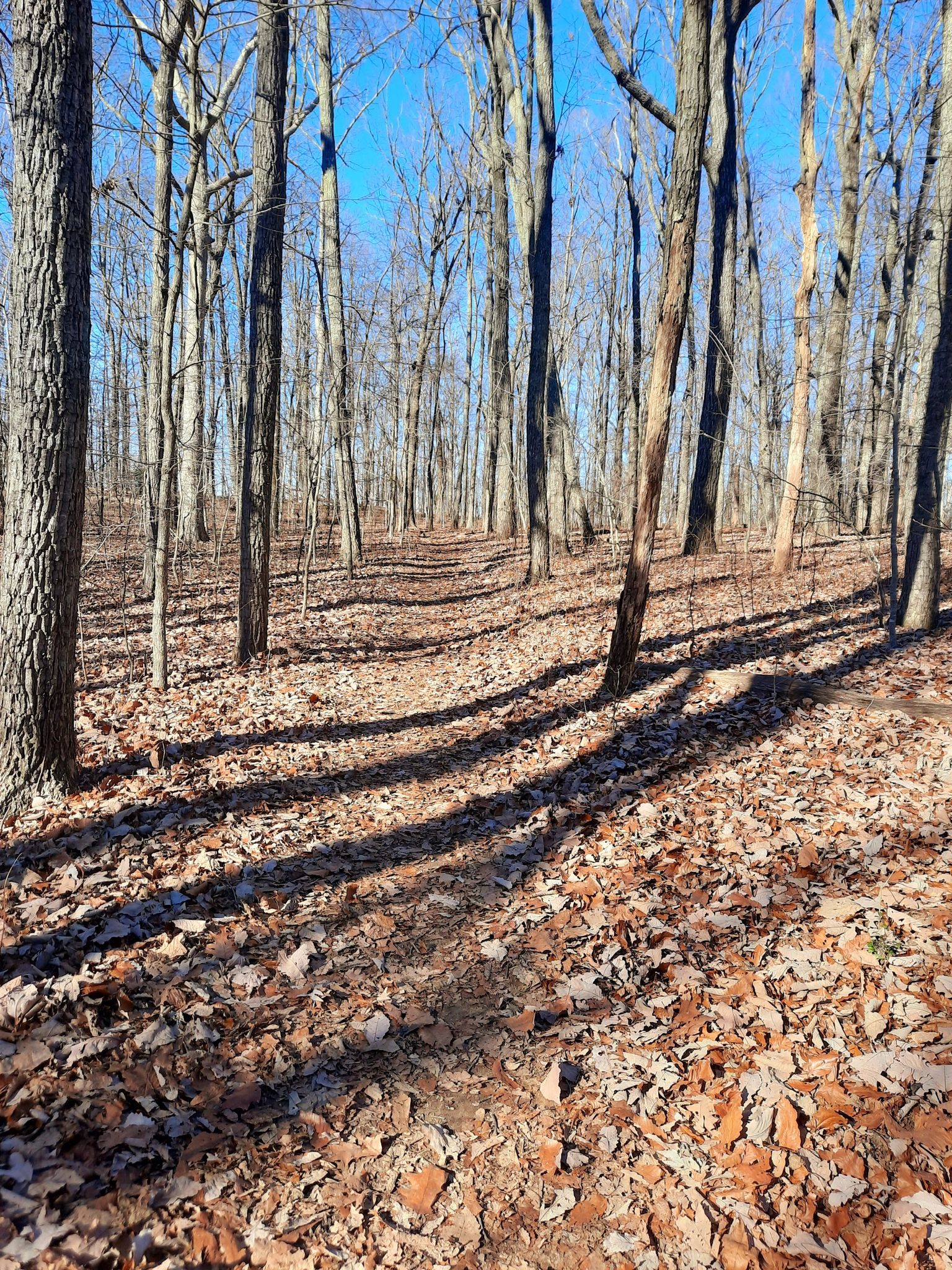 Sunny forest path with bare trees and long shadows on leaf-covered ground. - North Plateau Loop