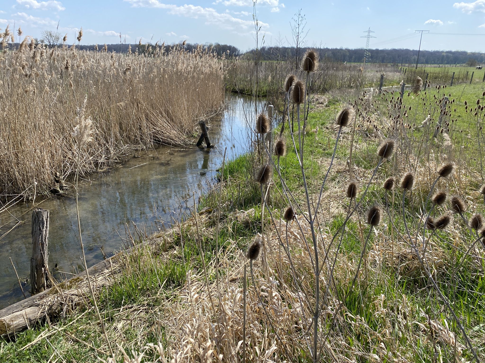 An der Wabe