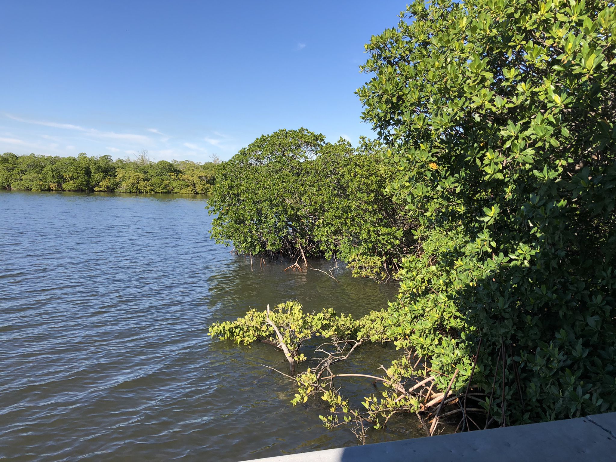 Calm water flows beside a dense line of green trees under a clear sky. - Lake Observation Trail