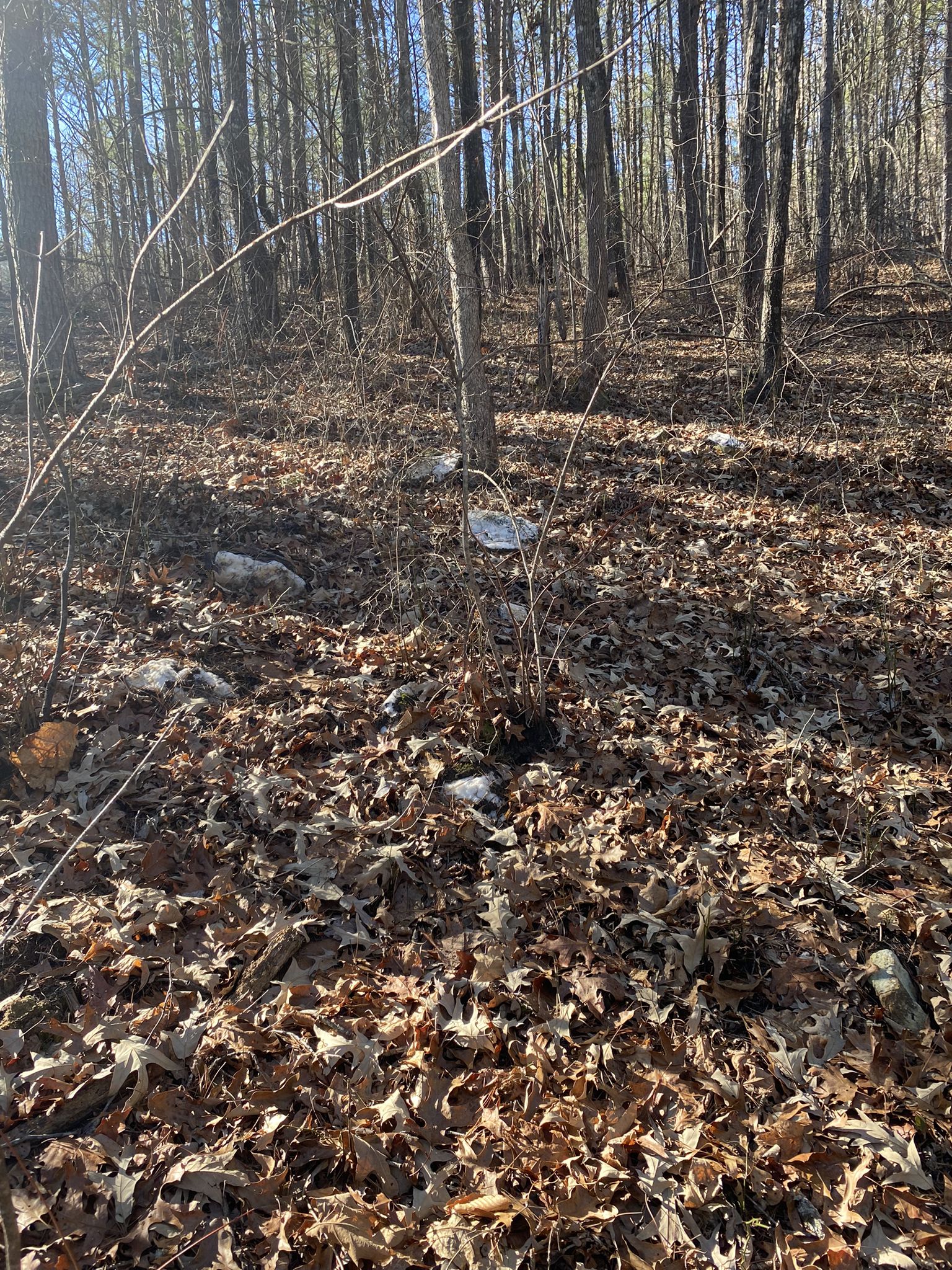 A forest floor covered in brown leaves with bare trees and bright sunlight. - Green Mountain and Lake Blue Ridge Loop