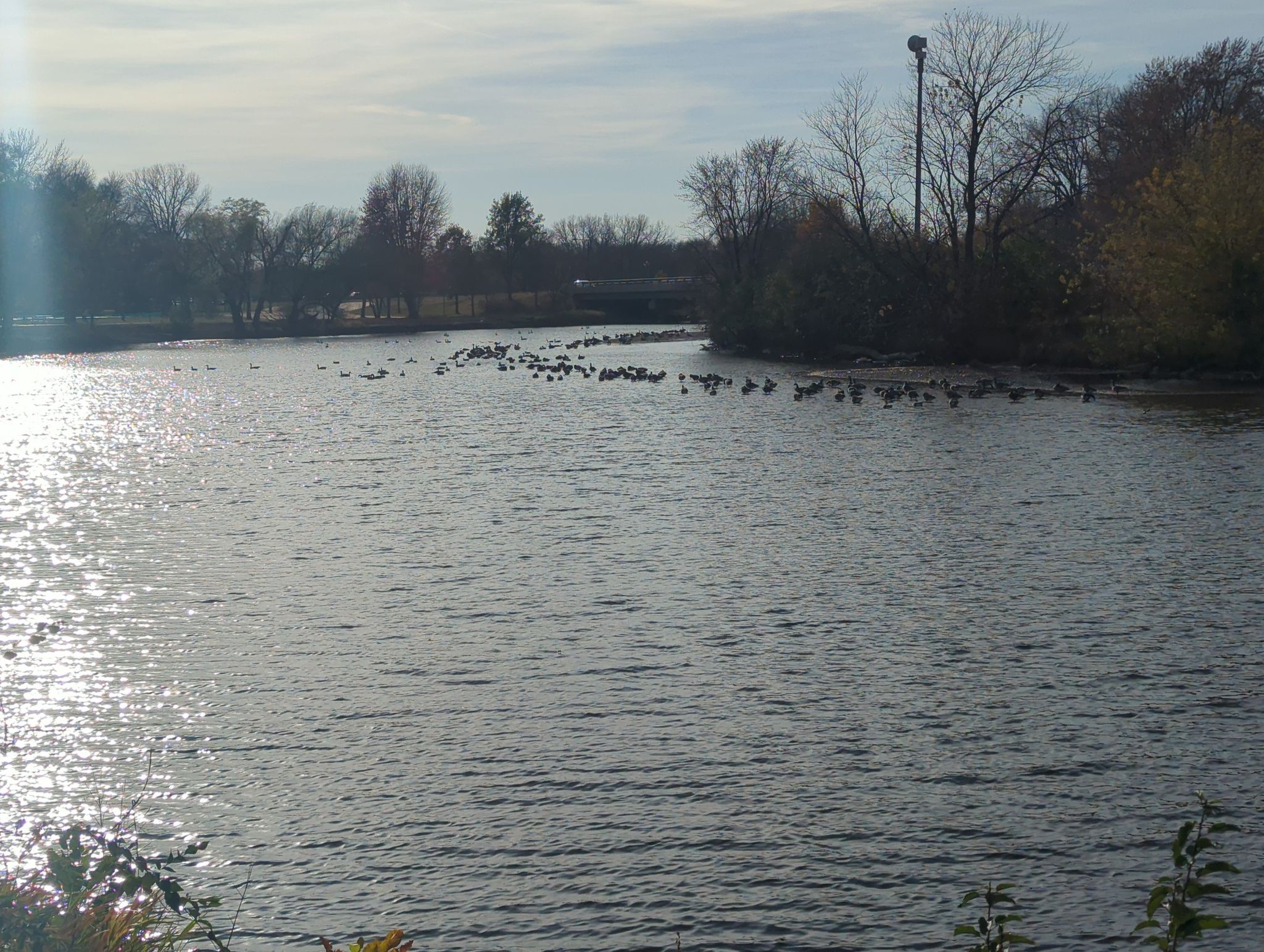 geese on the cannon River