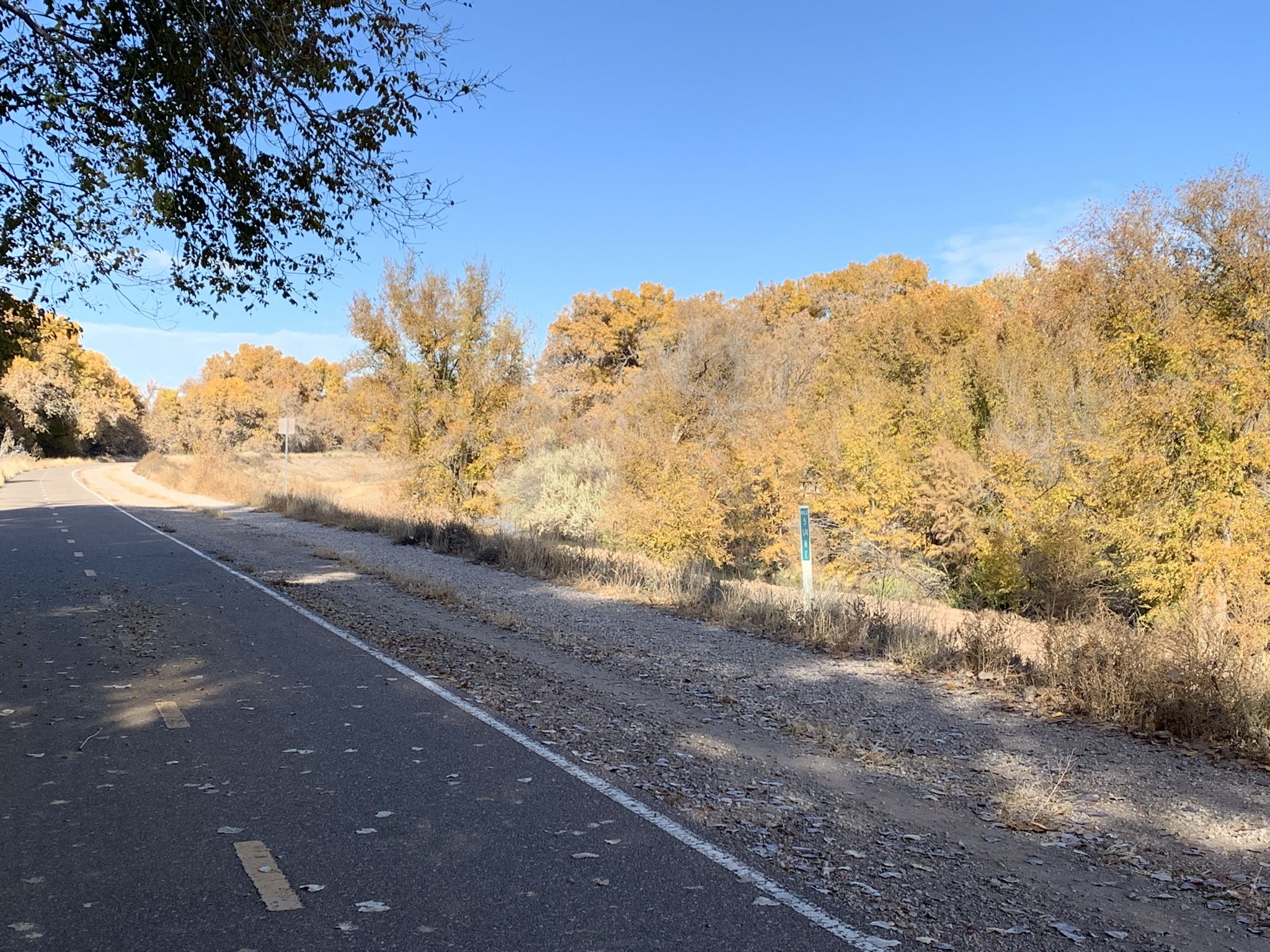 Paved road bordered by a forest of golden autumn trees, bright sun. - Paseo del Bosque Trail