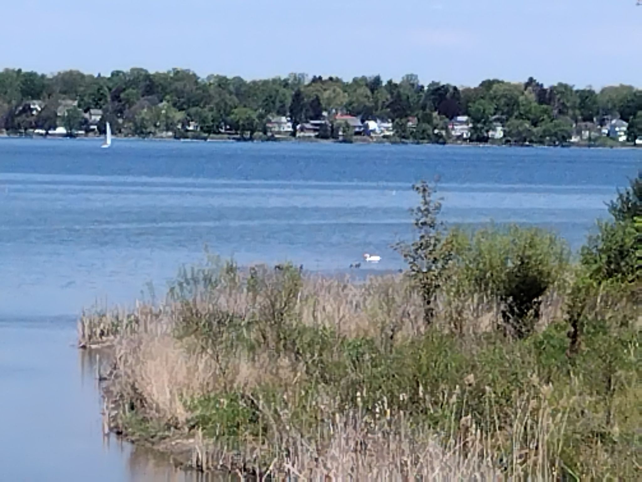 Bright lake scene with sailboat, swans, and distant houses under clear sky. - Onondaga Creekwalk and Loop the Lake Trail