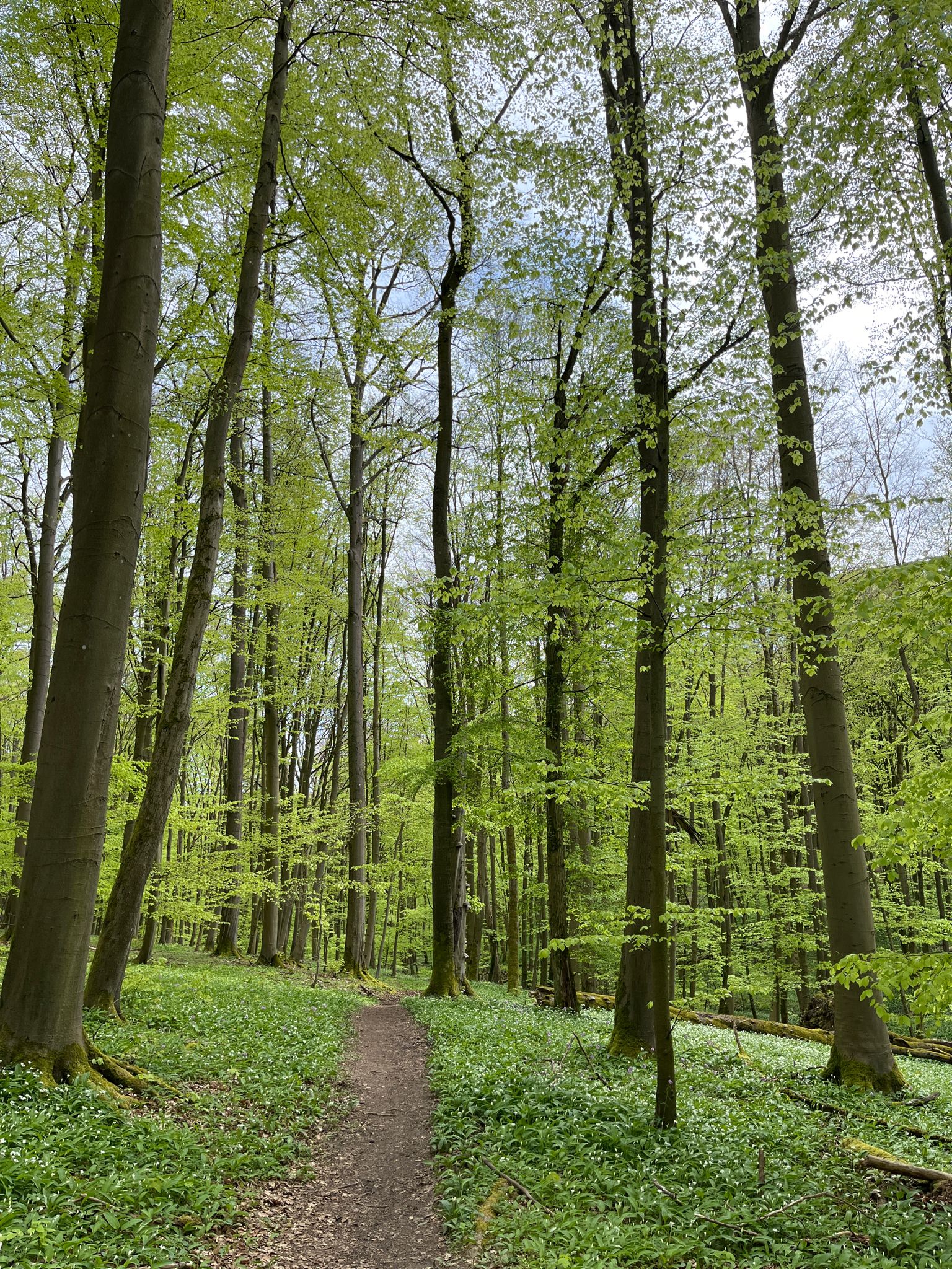 Pfade durch den Buchenbestand
