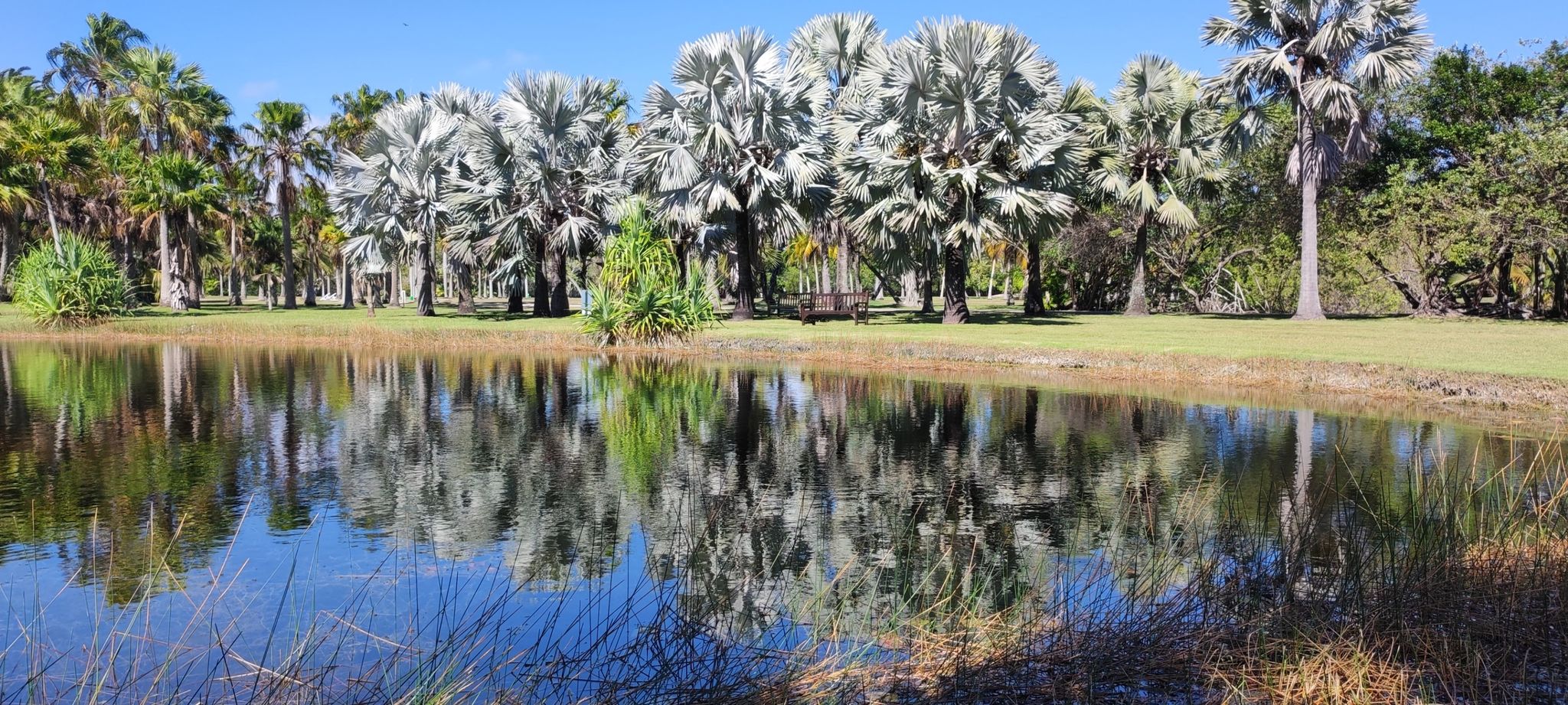 Clear pond reflecting a line of palm trees under a bright blue sky. - Fairchild Botanical Garden Loop