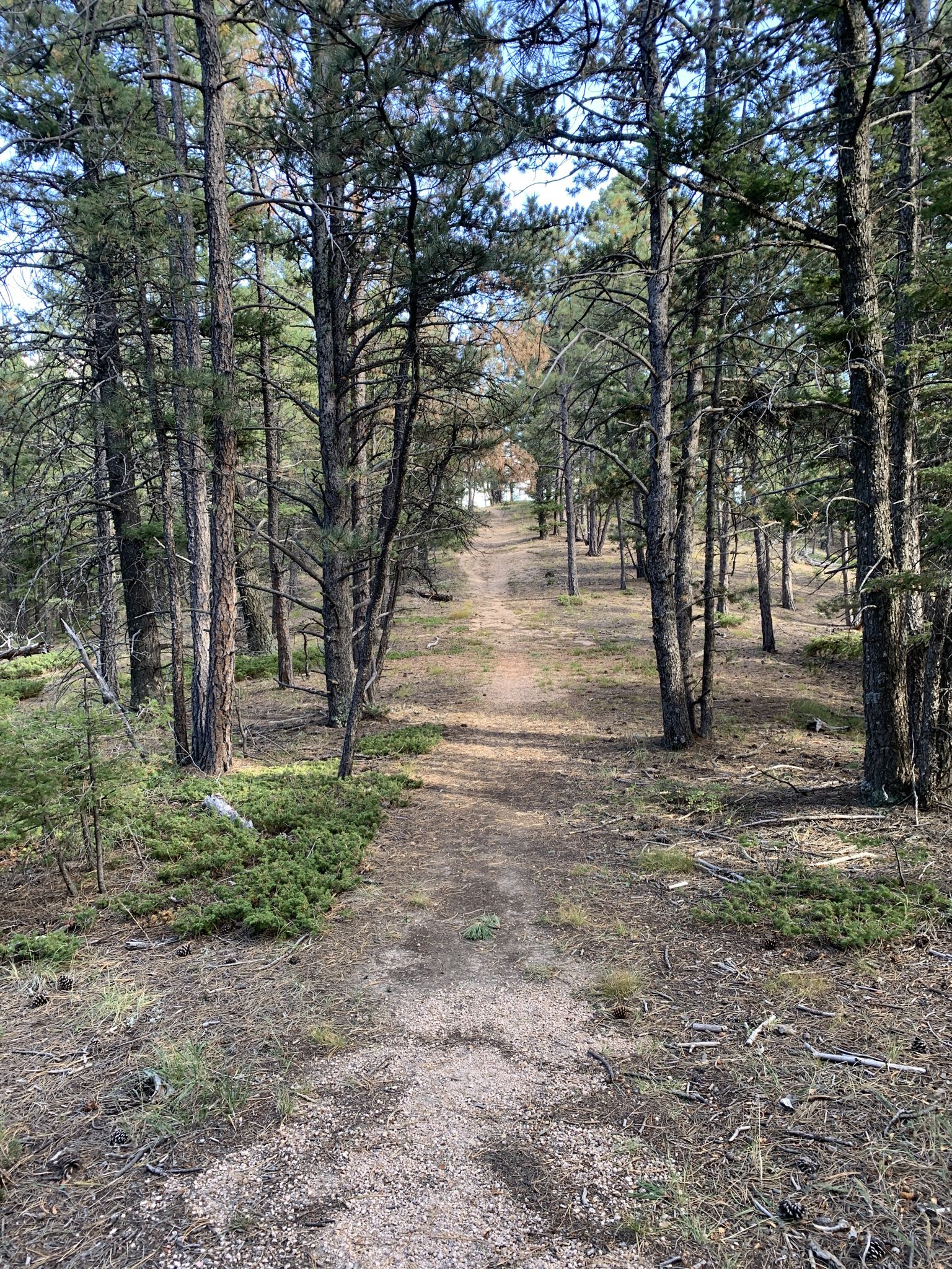 A dirt path winding through a sunlit, dense pine forest. - Sundance Valley and Mountain Trail Loop
