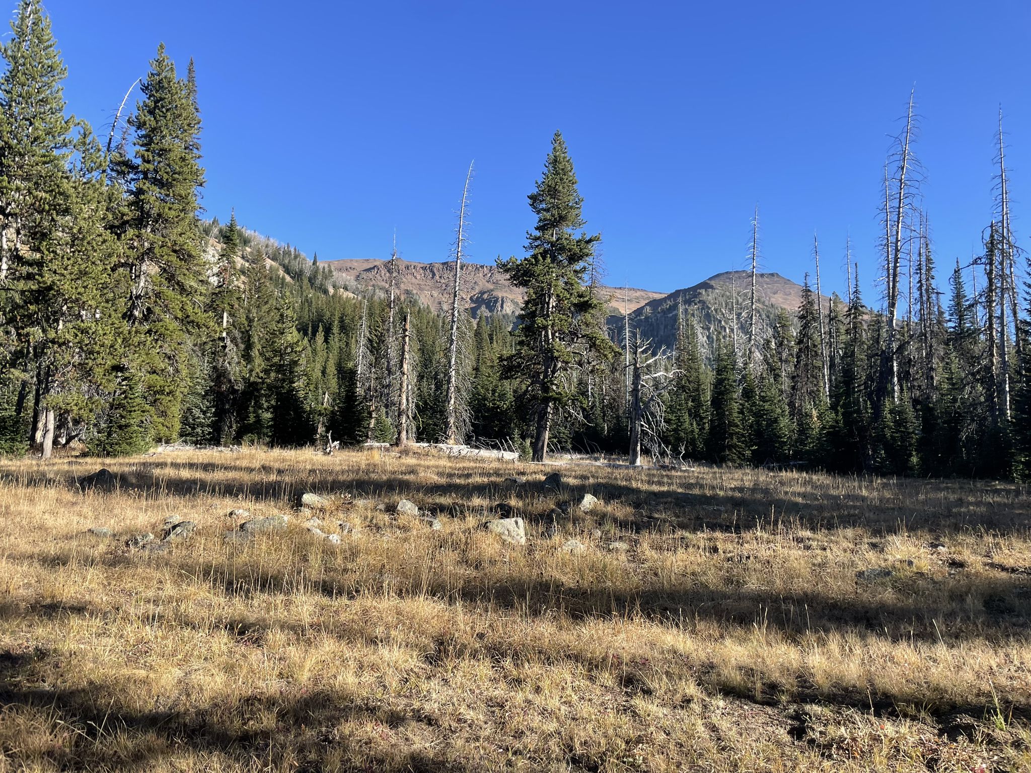 Sunny meadow with tall grass, surrounded by pine trees and mountains. - East Fork Wallowa Trail