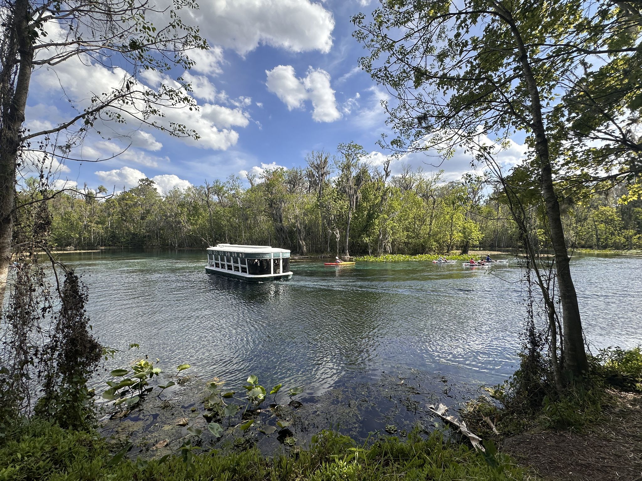 White tour boat on a clear river, surrounded by lush green trees. - Silver River Views (with Alligators) – Silver Springs State Park loop from Marion