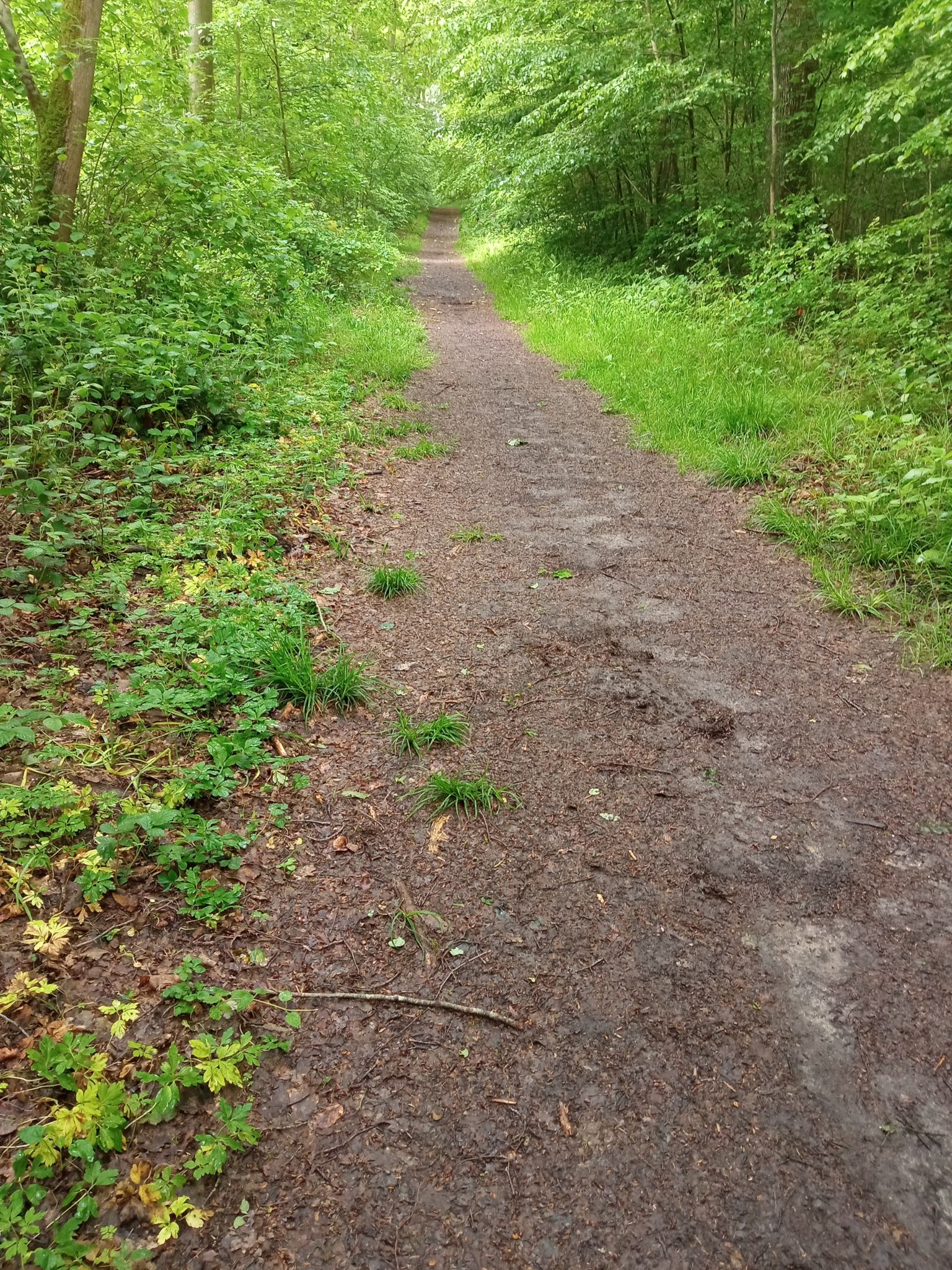 bois de creuse
