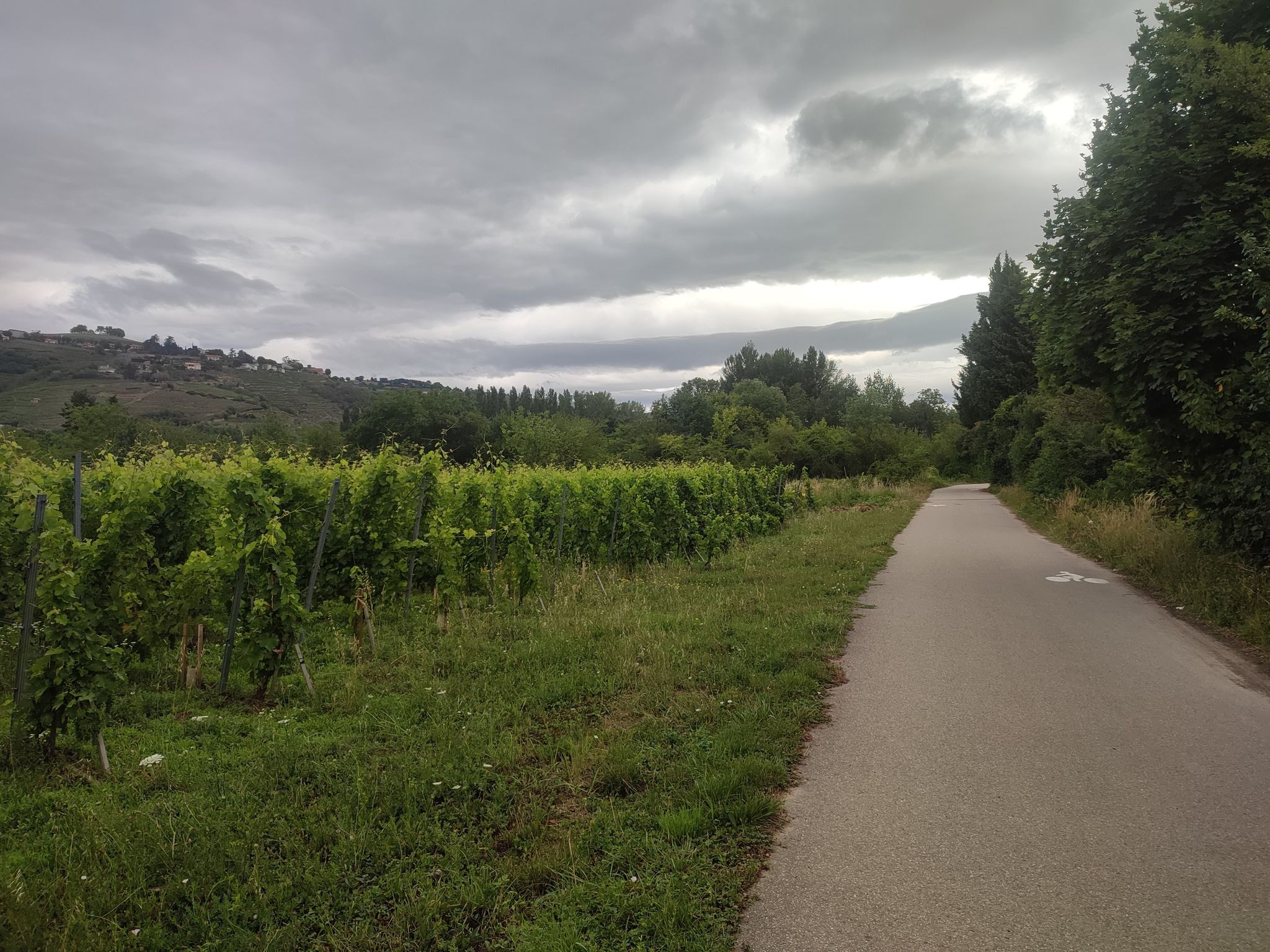Radweg und Wein