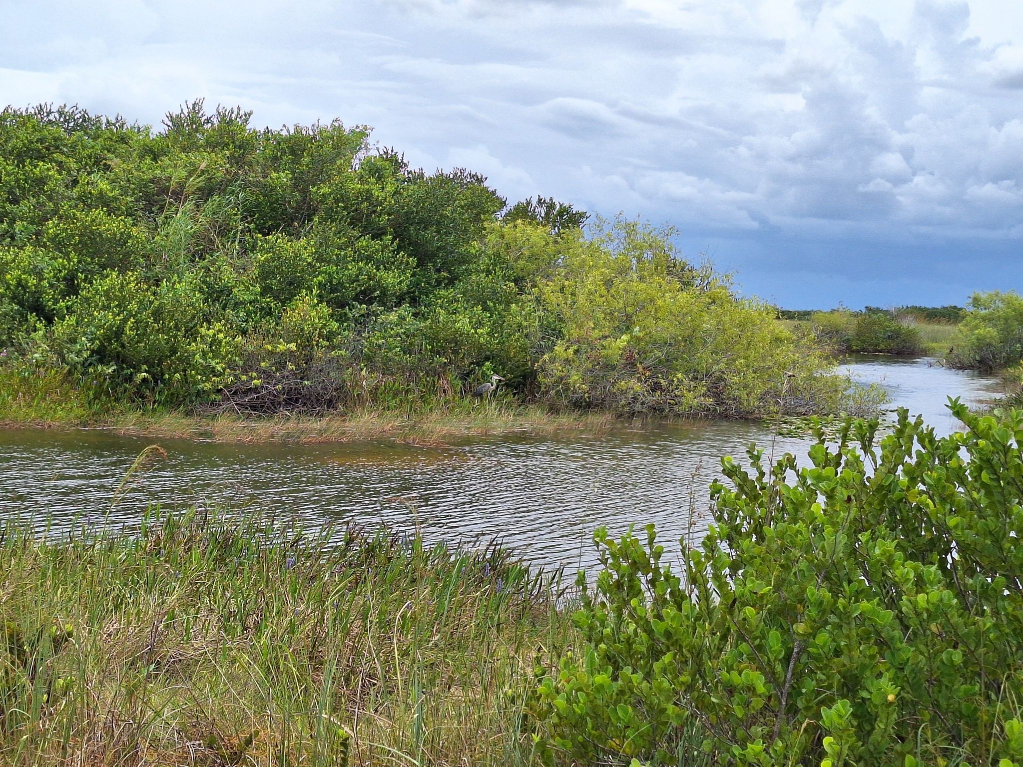 Winding river surrounded by dense green foliage under a cloudy sky. - Shark Valley Loop Road