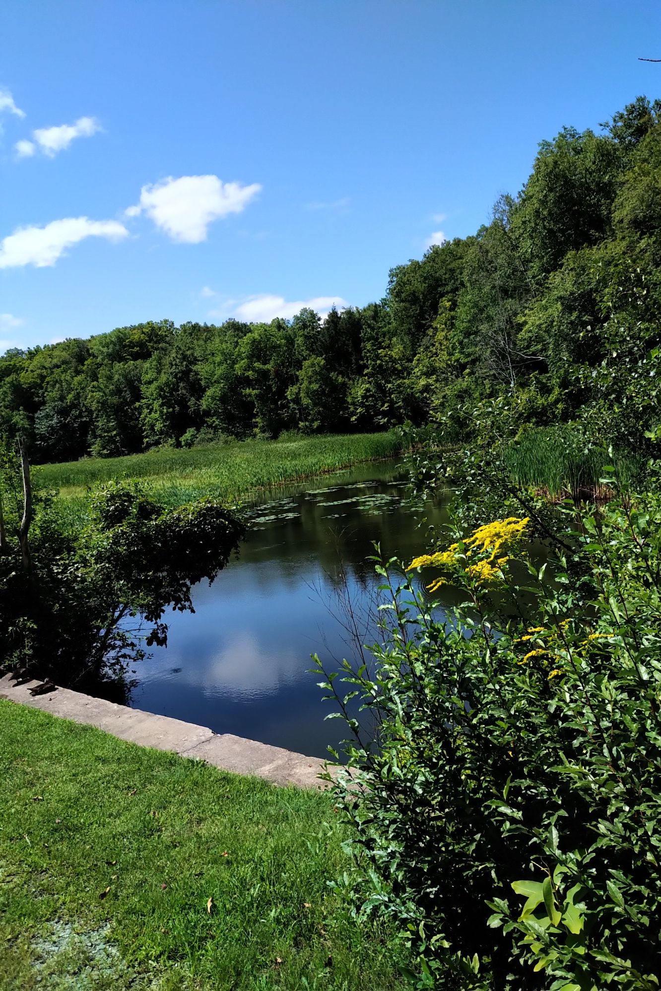 A calm pond surrounded by green grass, lush trees, and yellow flowers. - Ashuwillticook Rail Trail Head loop from Cheshire