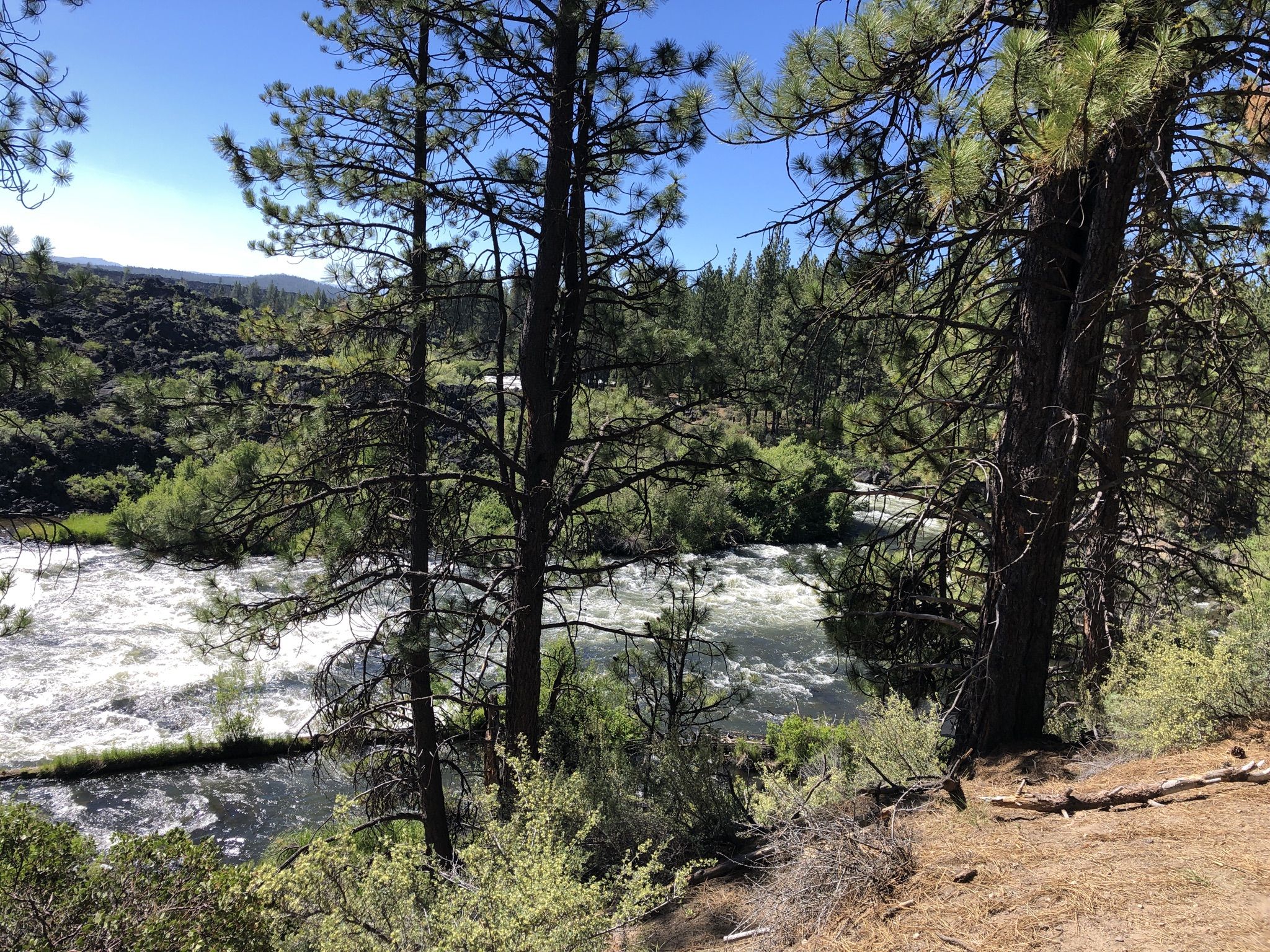 Rushing river with white rapids, viewed through tall pine trees. - Upper Falls — Deschutes River – Lava Island Trailhead loop from Lava Island