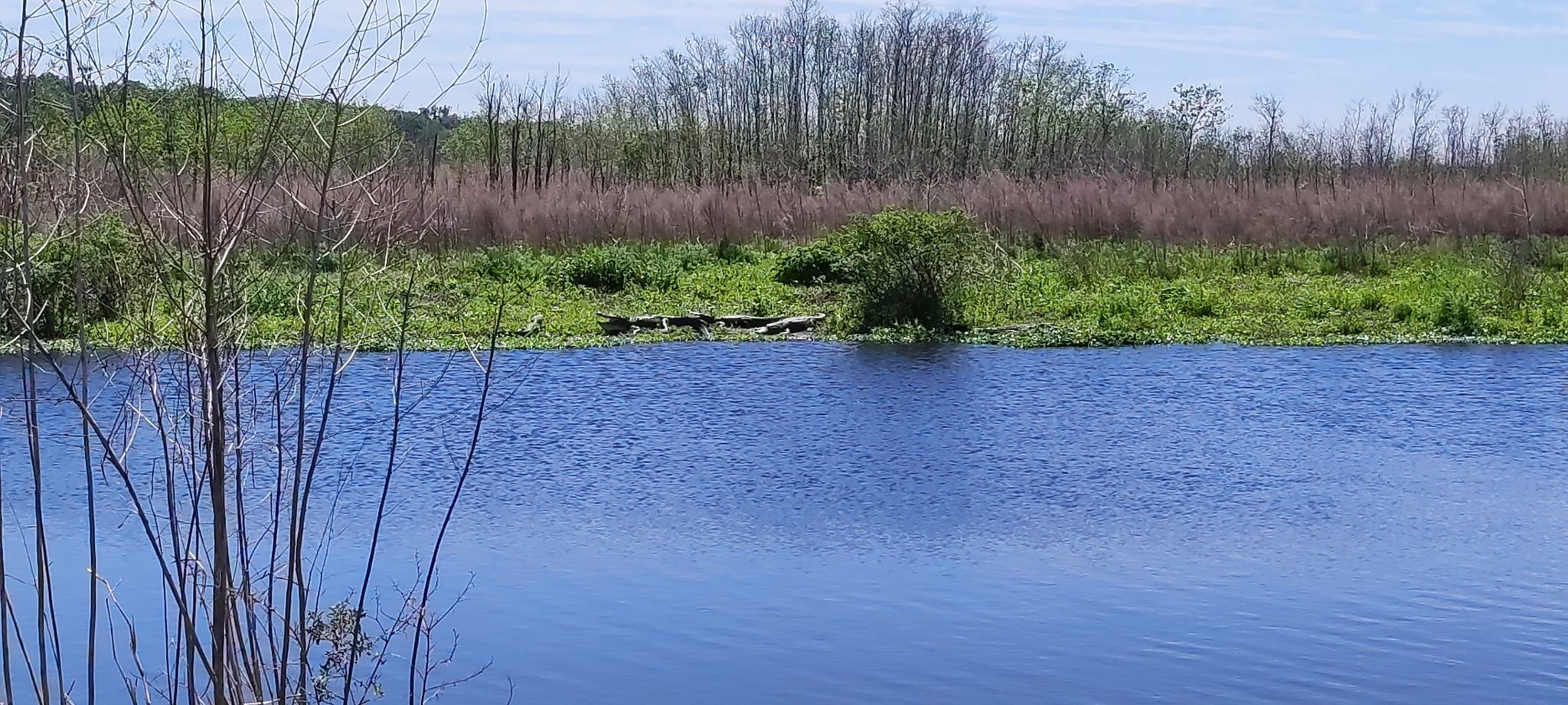 Several alligators bask on a distant grassy bank beside a wide blue waterway. - Downtown Connector Rail Trail – Depot Park loop from Gainesville