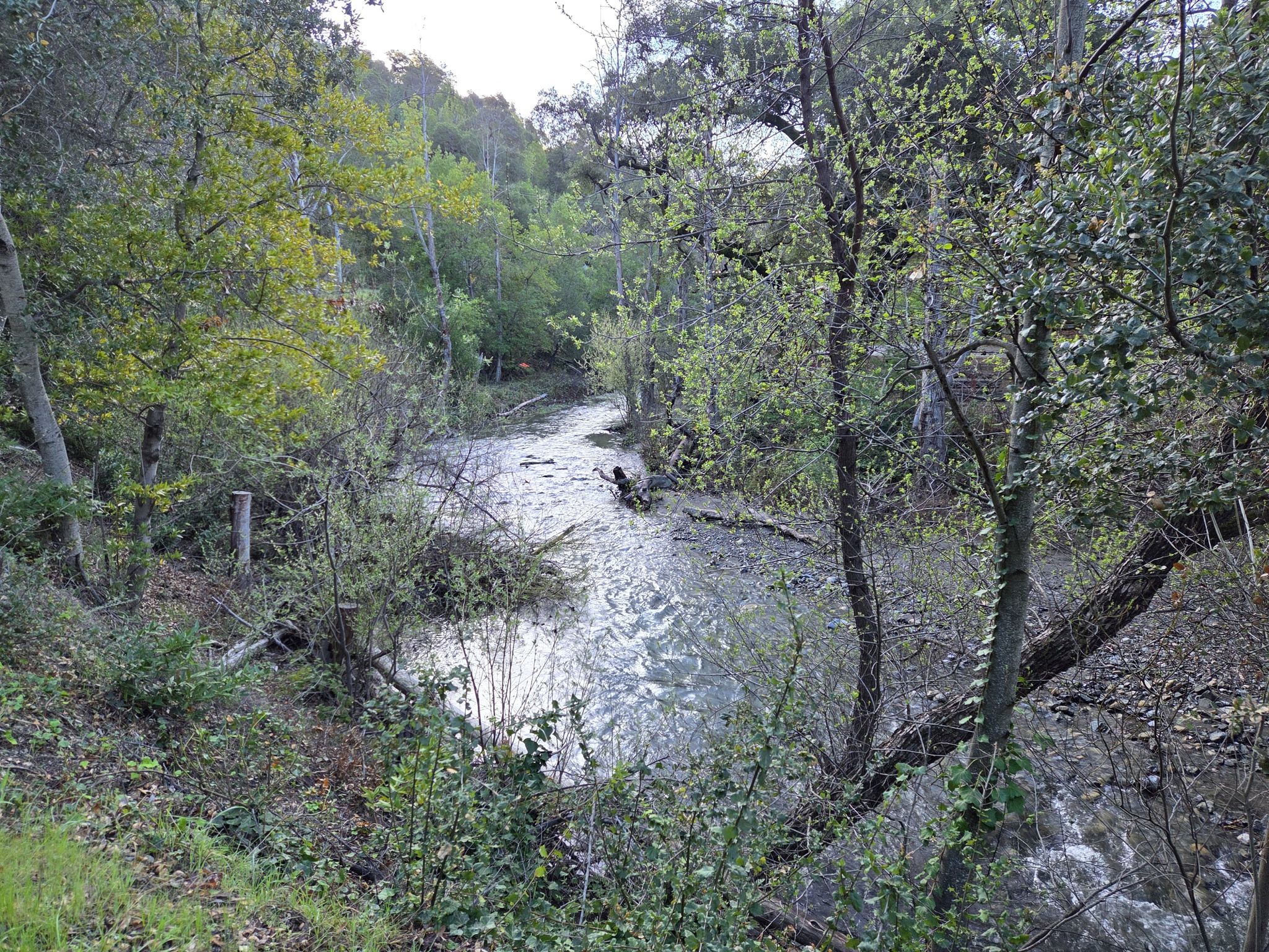 A narrow stream flows through a dense, shaded forest with fallen logs. - Canyon Trail
