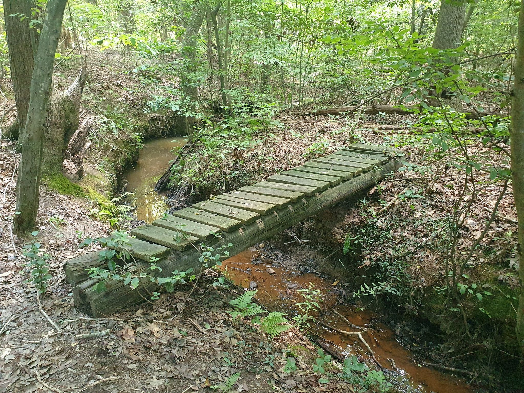 Rustic wooden bridge crosses a small muddy stream in a green forest. - St. Mary's Dam via Green Trail and St. Mary's Lake Loop Trail