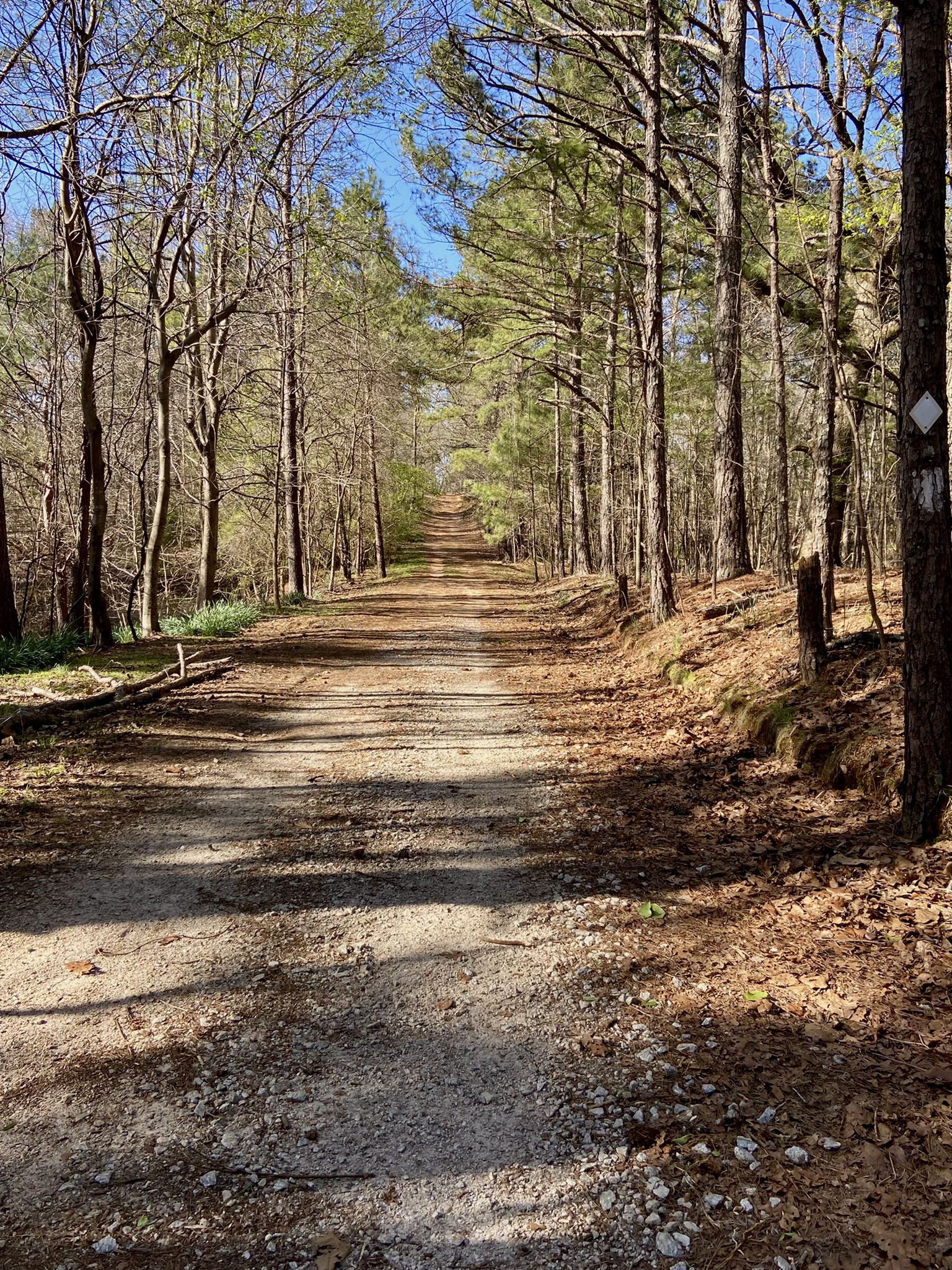 A sun-dappled dirt path winds through a tall, sparse forest. - Jack's Hill – New Manchester Mill Ruins loop from Sweetwater Creek State Park