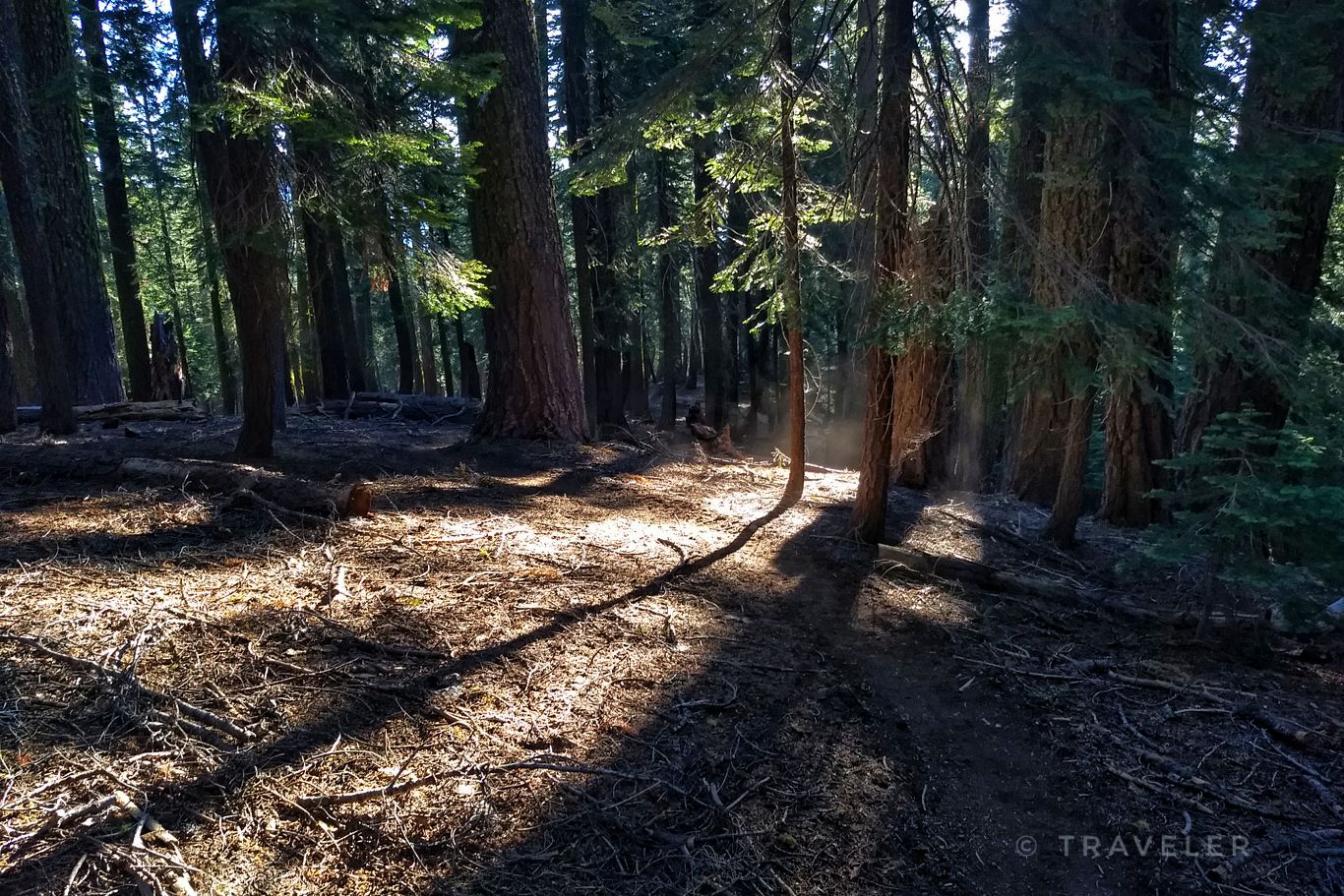 Sunlight streams through tall forest trees, illuminating the dappled ground. - Pacific Crest Trail: California Section N