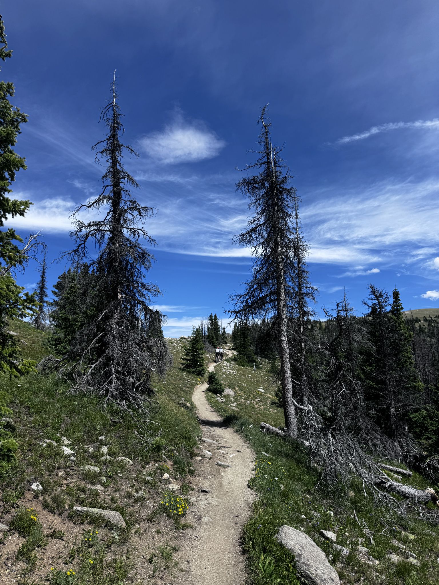 Winding dirt path ascends a grassy hillside with two tall dead trees under a bright sky. - Monarch Crest Trail