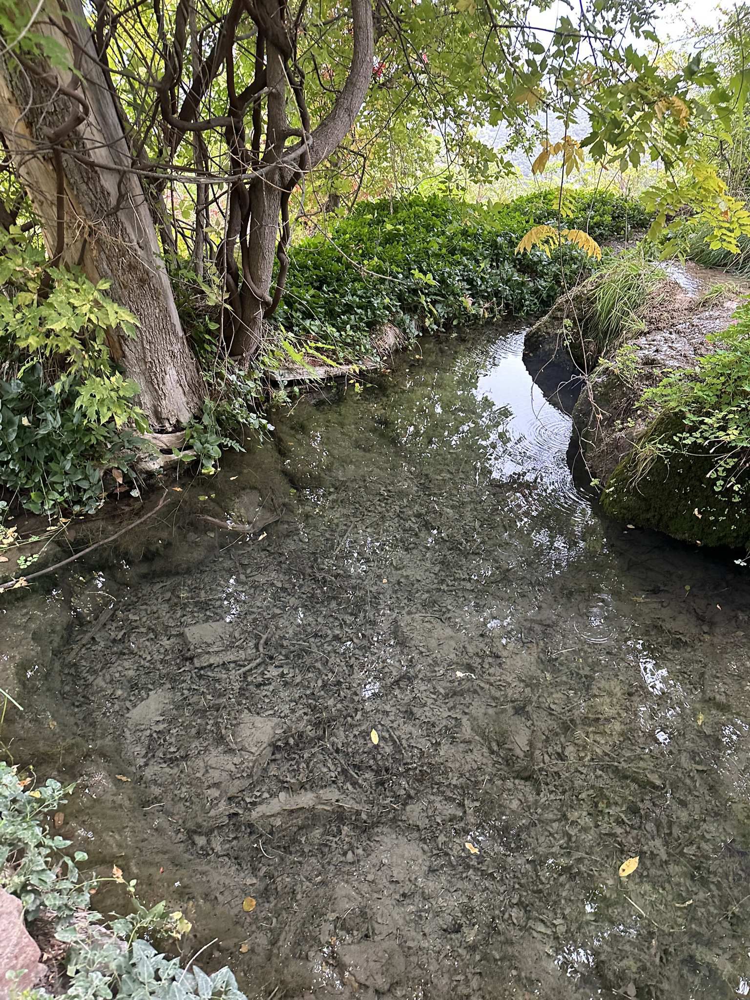 Clear stream flowing through a lush, green, shaded forest. - South Crest Trail