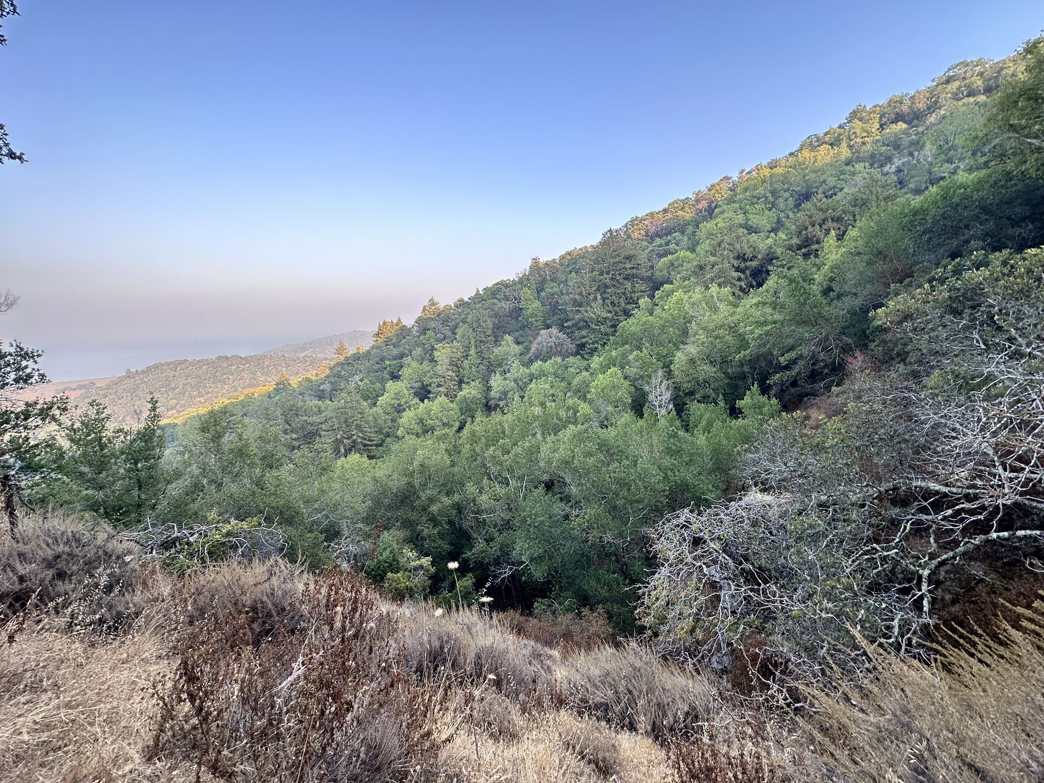 Steep forested hillside with dry brush in the foreground, distant hazy water. - Nike Missile Site SF-93C – Bay View Trail loop from China Camp State Park