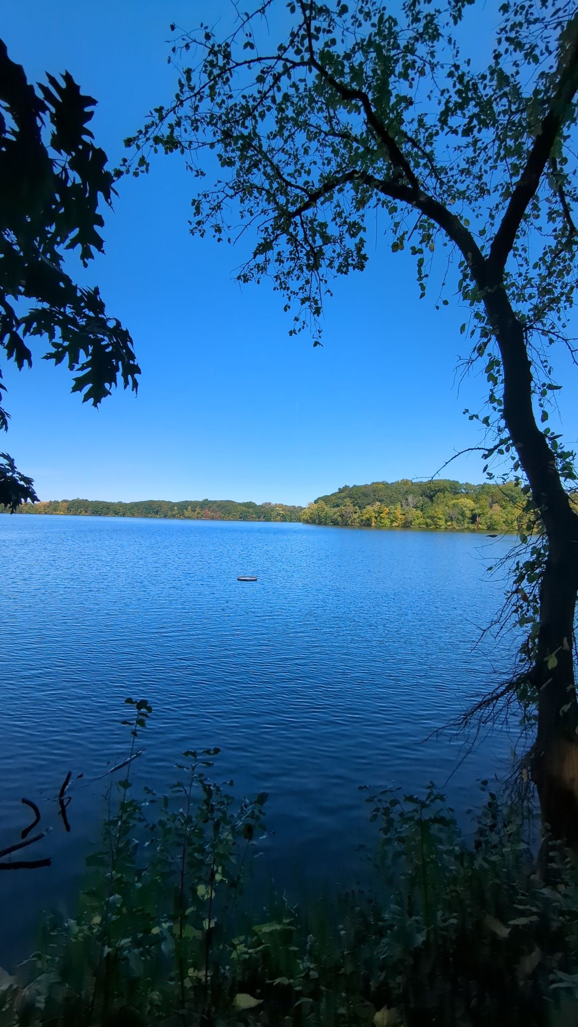 Expansive blue lake framed by dark tree branches under a clear sky. - Fresh Pond and Harvard University Loop