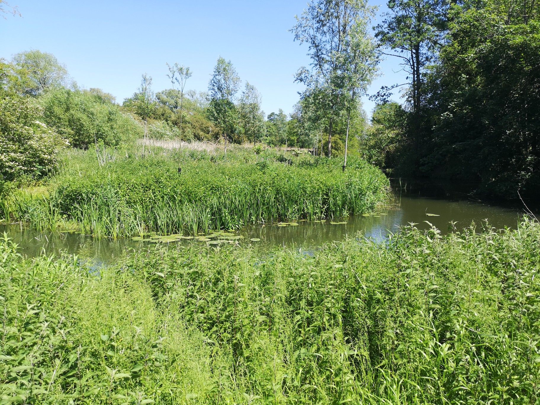 Ox bow lake 