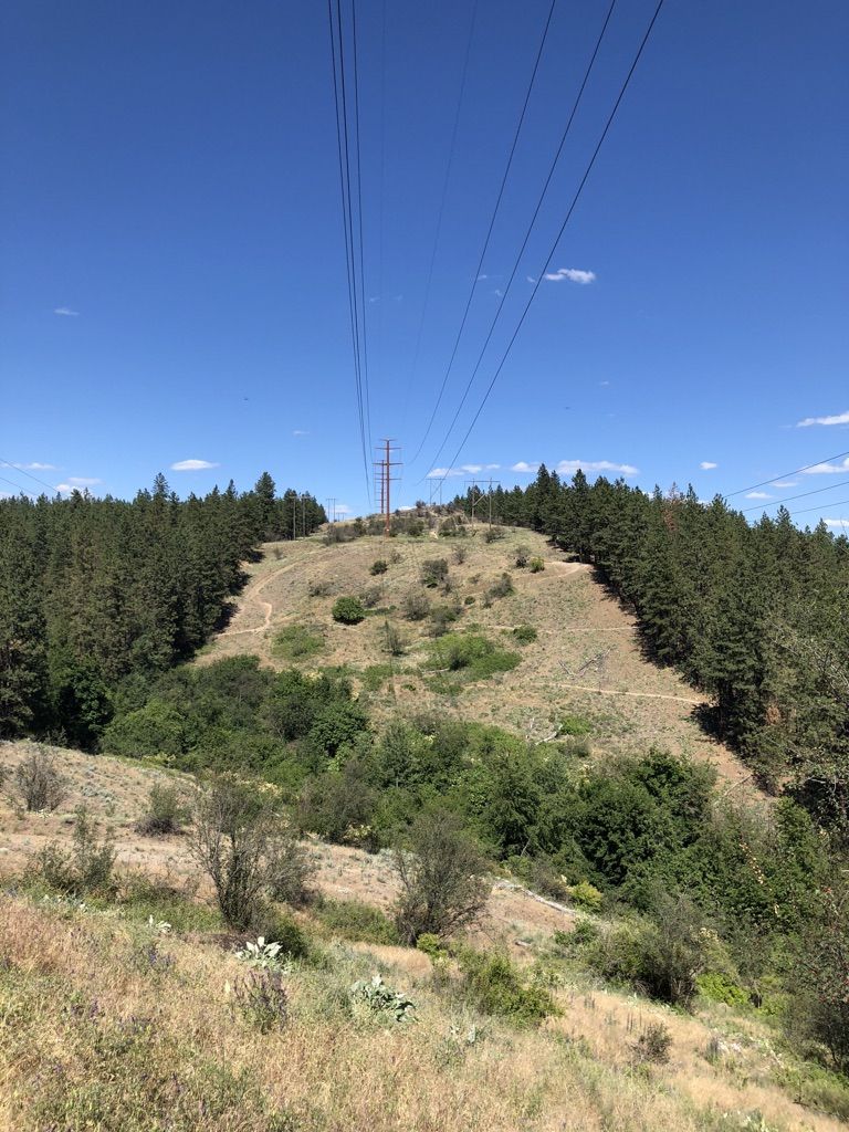 Sunny view of a power tower on a grassy hill, flanked by dense pine trees. - Upchuck Trail Loop
