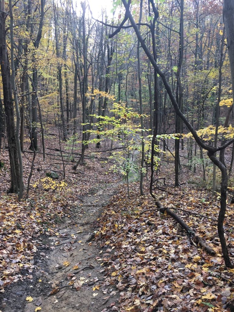 A winding dirt path covered in autumn leaves through a bare forest. - Moraine Nature Preserve Loop Trail