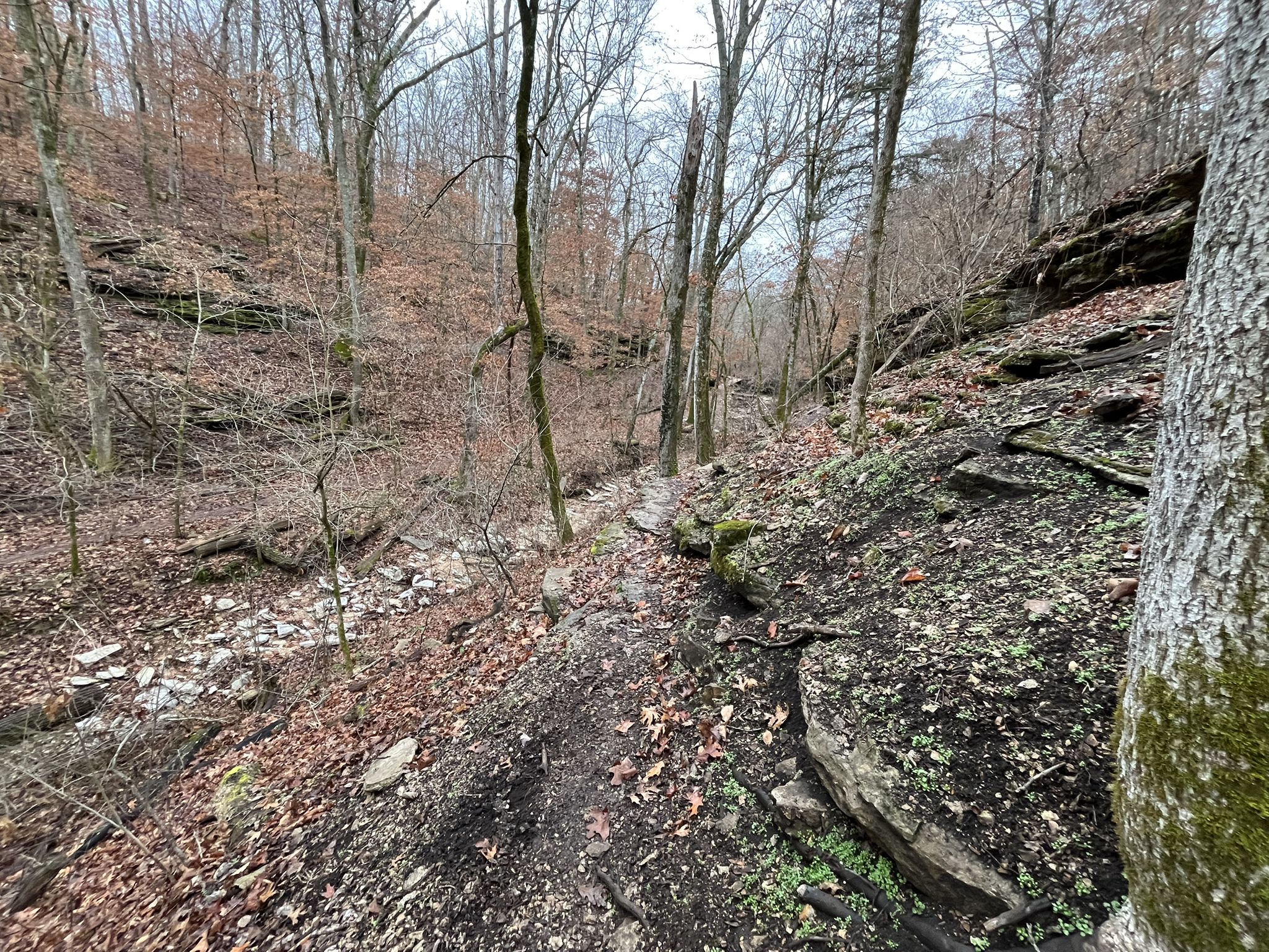 Bare trees line a steep, rocky ravine with a dry creek bed under an overcast sky. - Sick A More