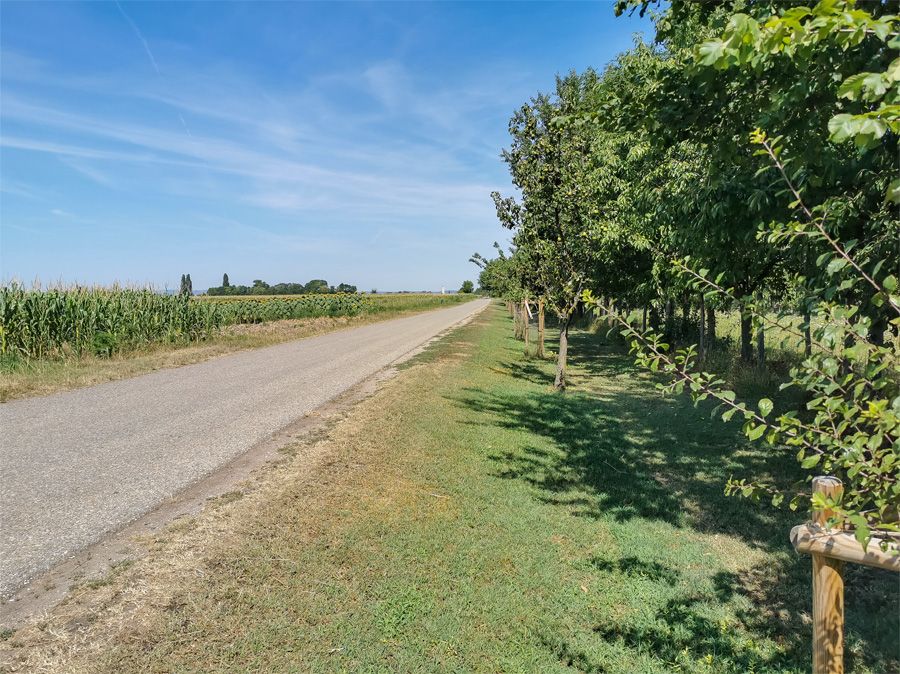 Radweg in Mönchhof