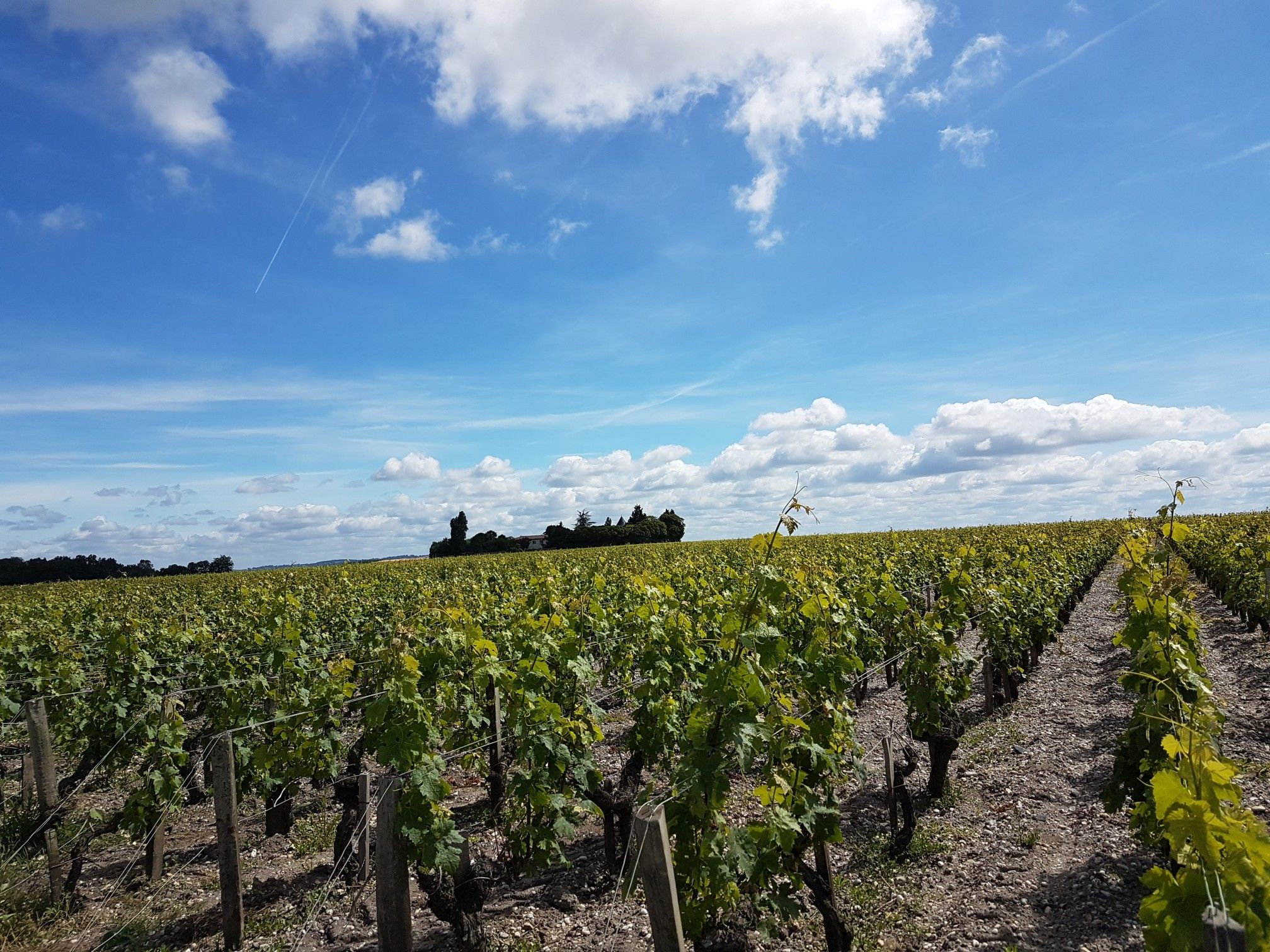 Medoc