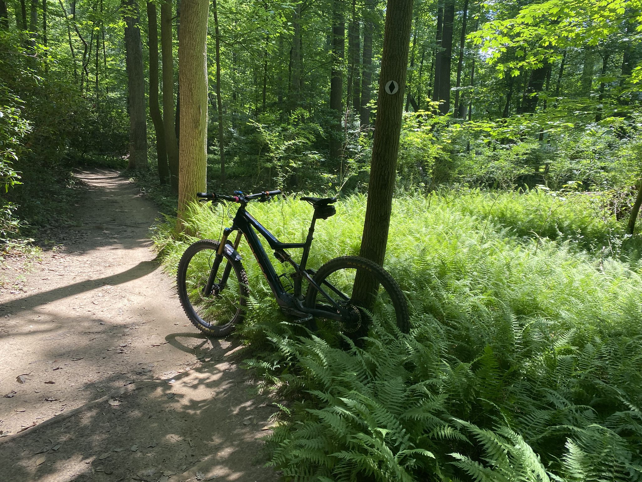 Mountain bike leaning against a tree on a sunlit dirt path with green ferns. - Hartshorne Woods Park loop from Highlands