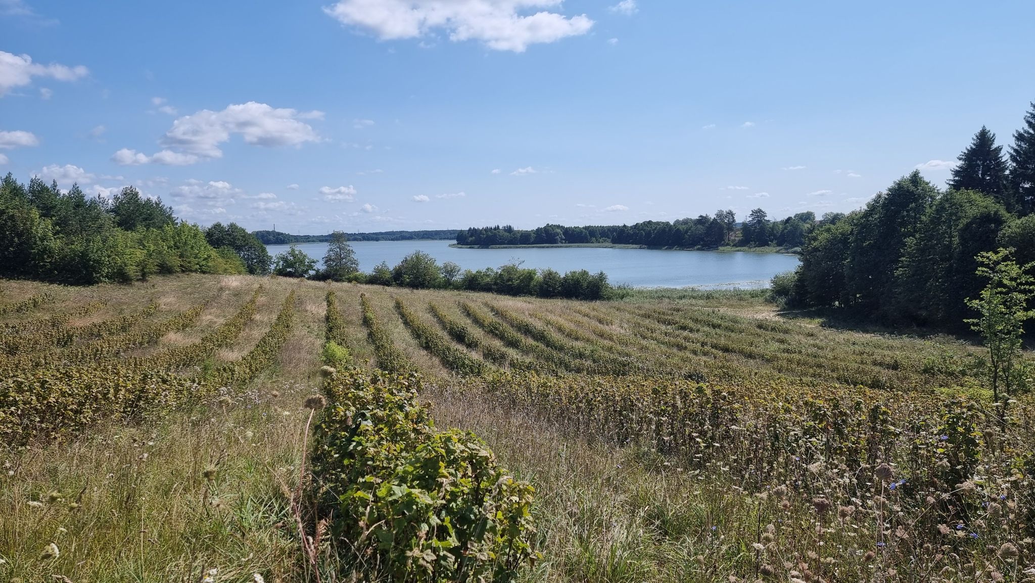 Blick auf einen der vielen masurischen Seen
