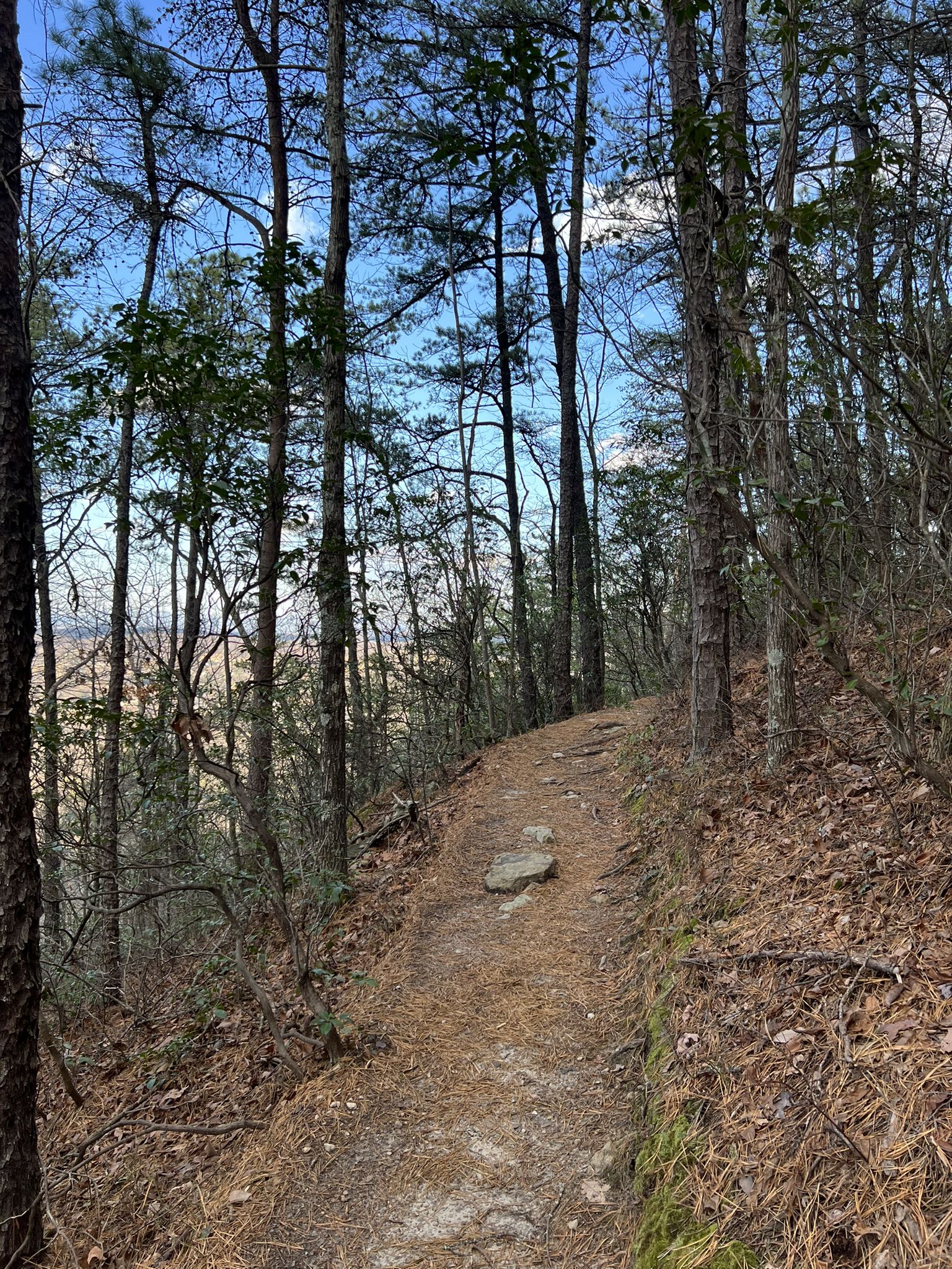 Narrow dirt trail ascends through a dense forest on a clear day. - Carvin's Cove Hay Rock via Appalachian Trail