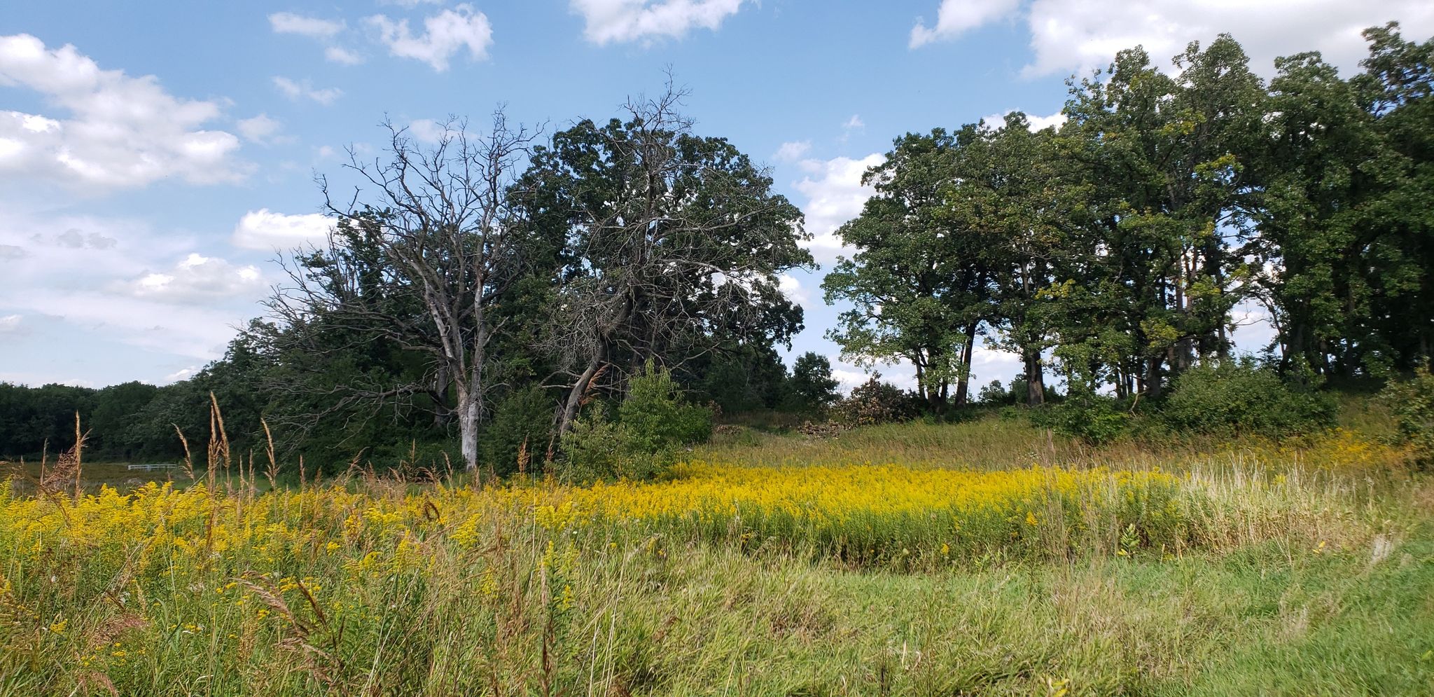 Sunny field of yellow wildflowers and green trees under a blue sky. - Deerpath Trail Loop