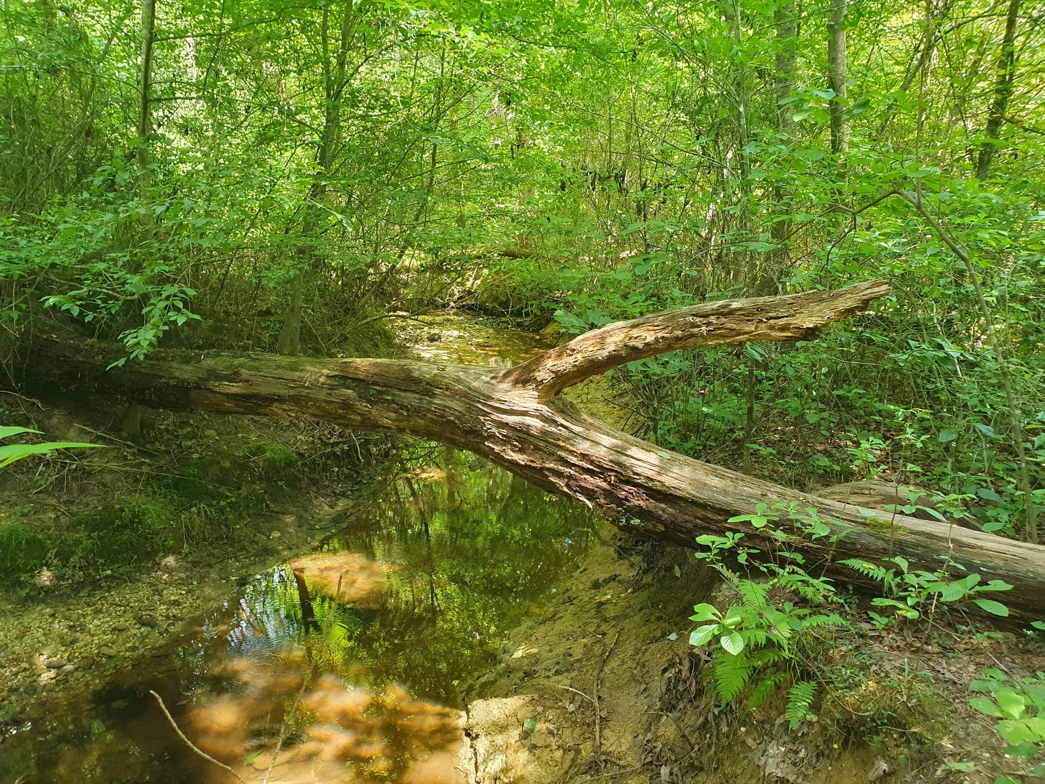 Large fallen log spans a shallow, clear stream in a green forest. - St. Mary's Dam via Green Trail and St. Mary's Lake Loop Trail