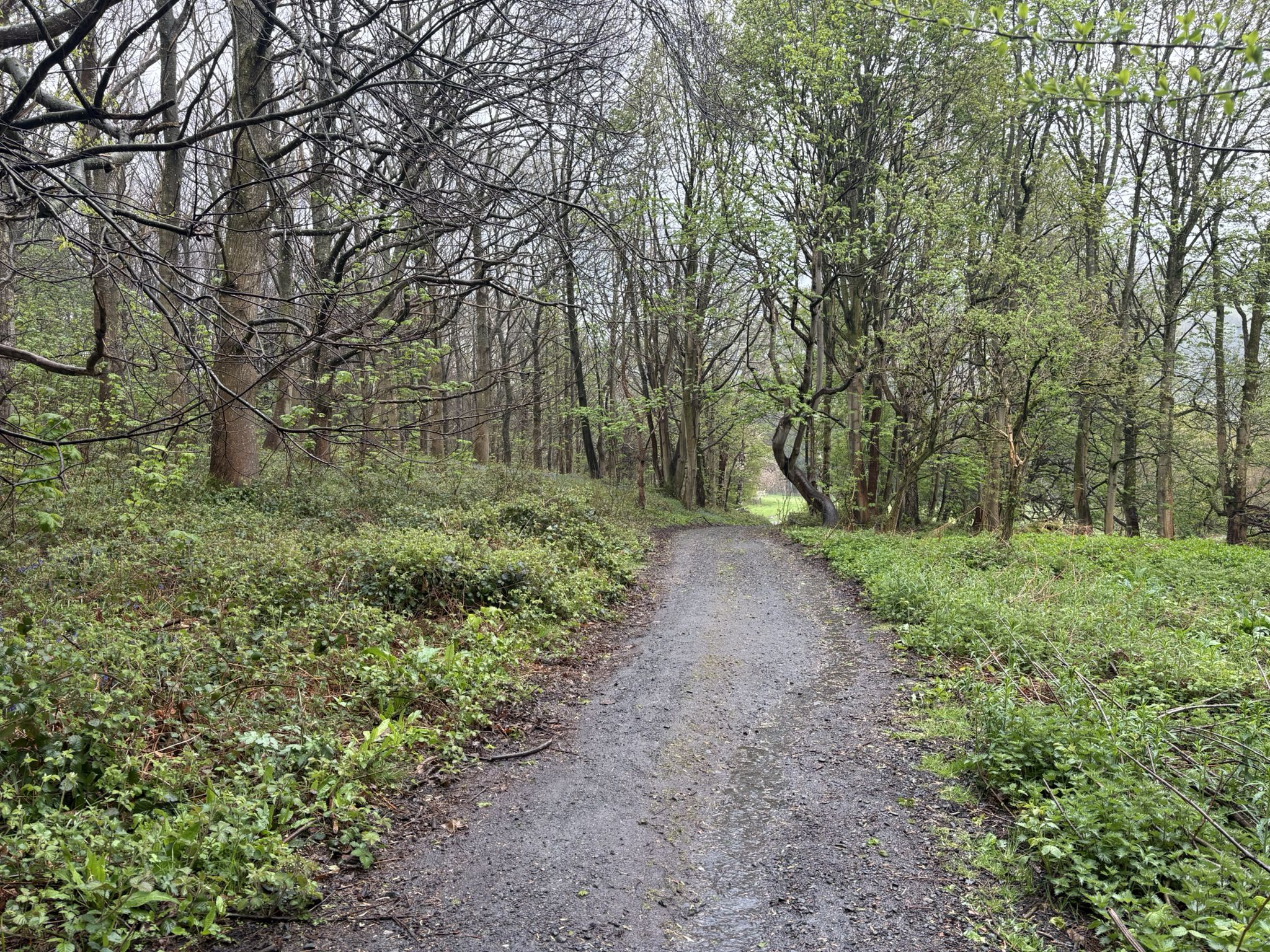 Woodland path