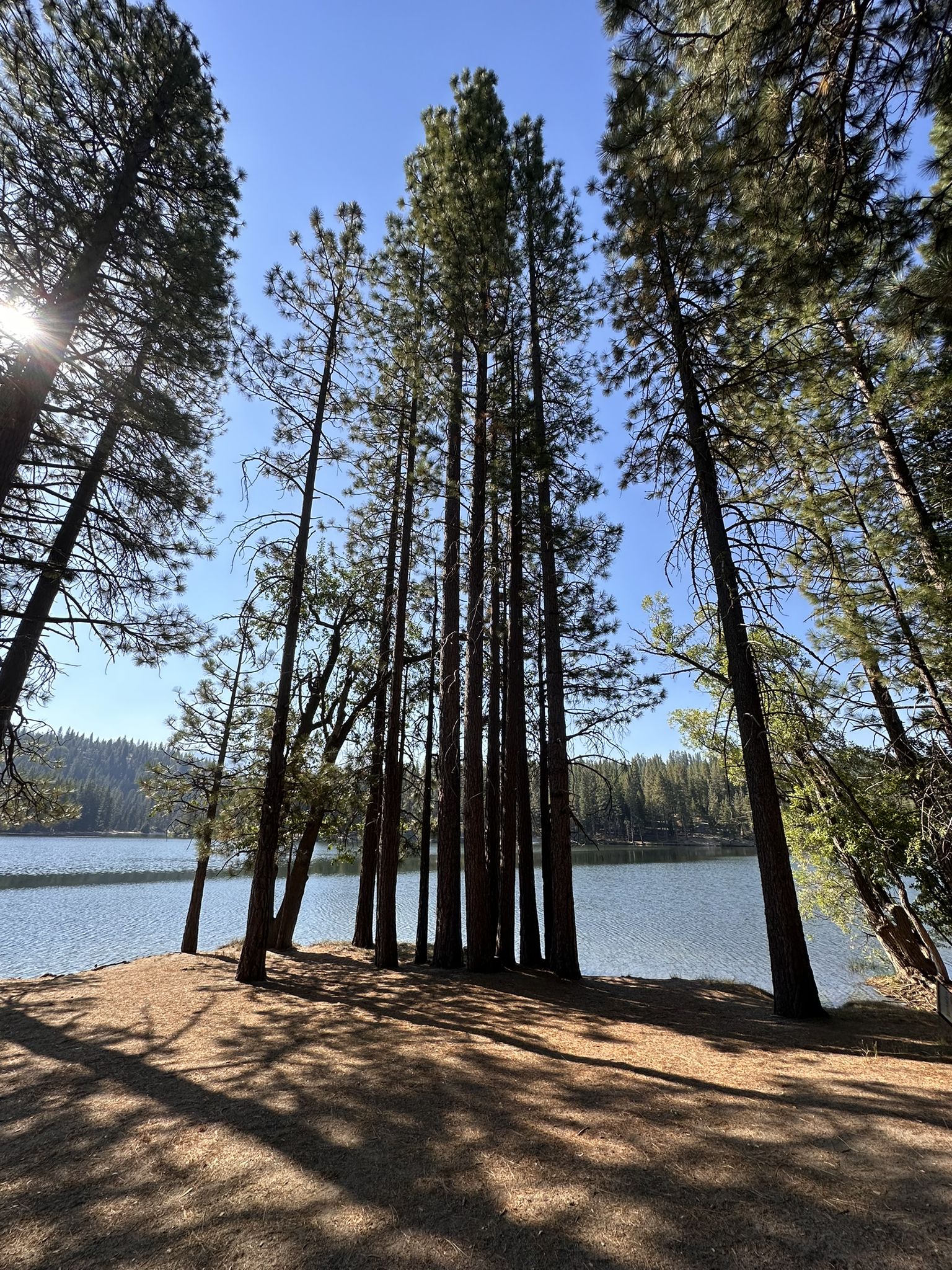 Tall pine trees on a sunny bank overlooking a lake, sunbeams visible. - Hume Lake Loop Trail