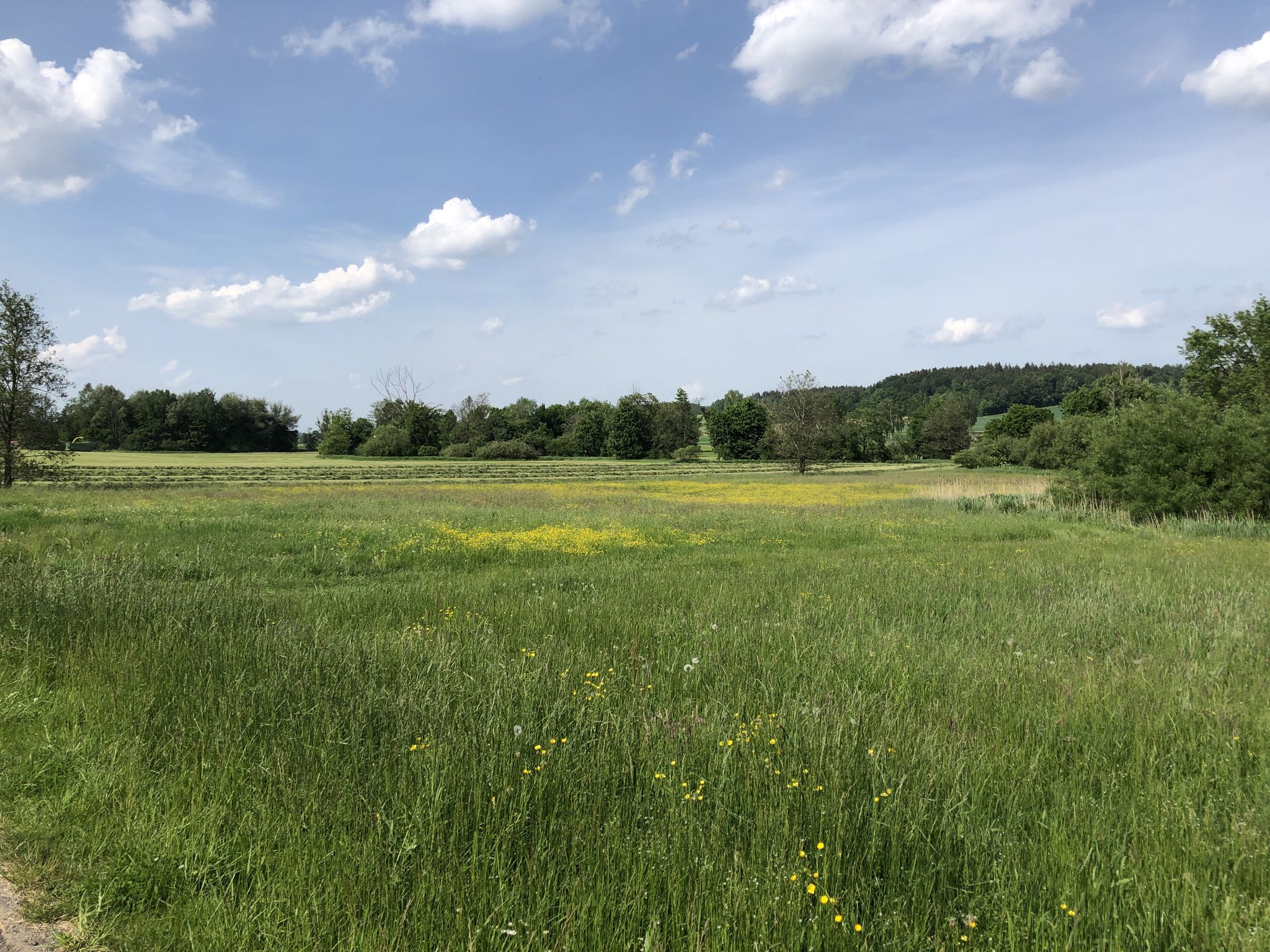 Die Kammel windet sich durch die Wiesenlandschaft