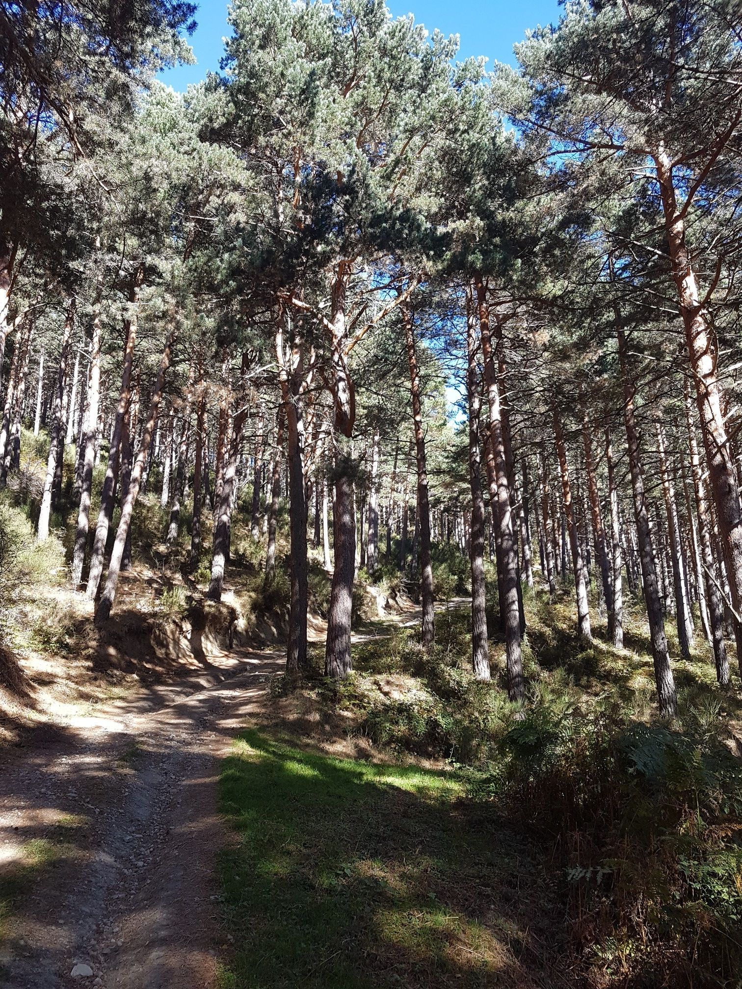 pinar a 4 km