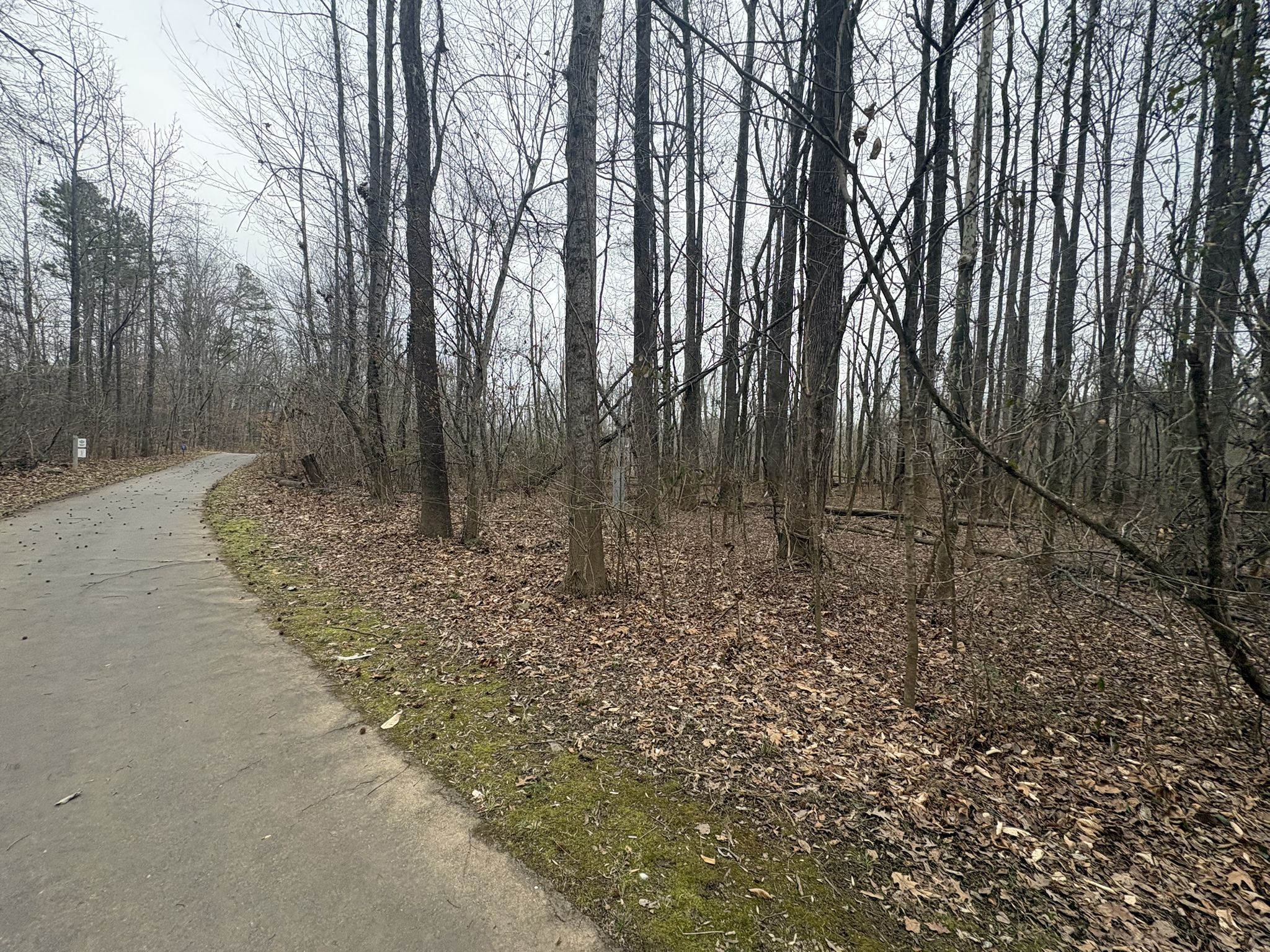Paved path curves beside a dense forest of bare trees and fallen leaves. - Hector H. Henry II Greenway: Riverwalk