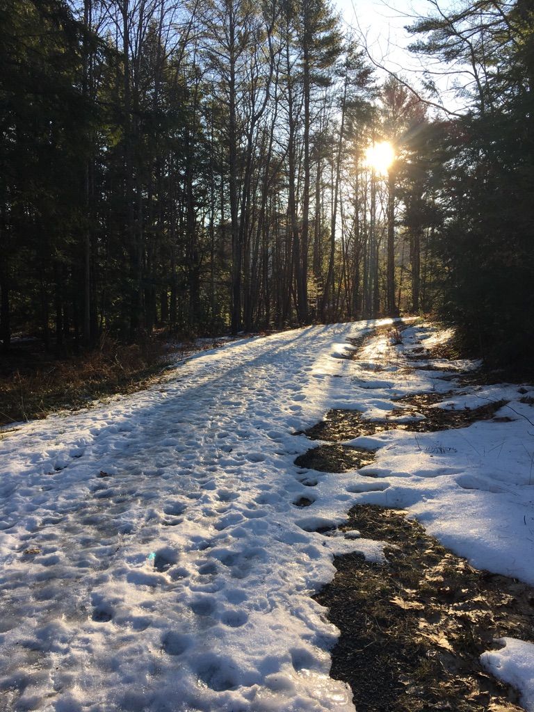 Sunlight shines through tall trees onto a snow-covered path with footprints. - Main Street via Hill Street loop
