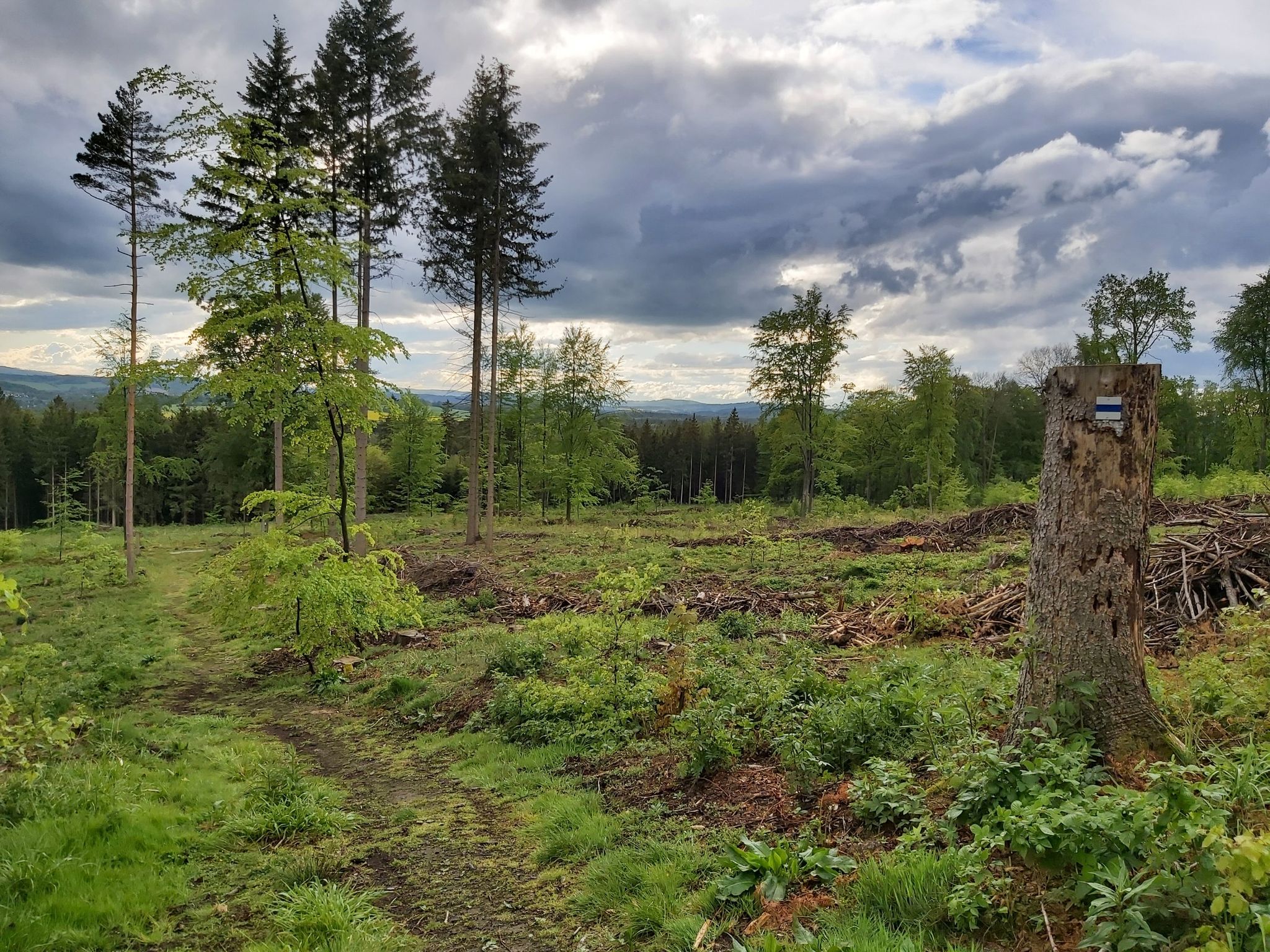 Der "Wald" kurz unterhalb der Quelle