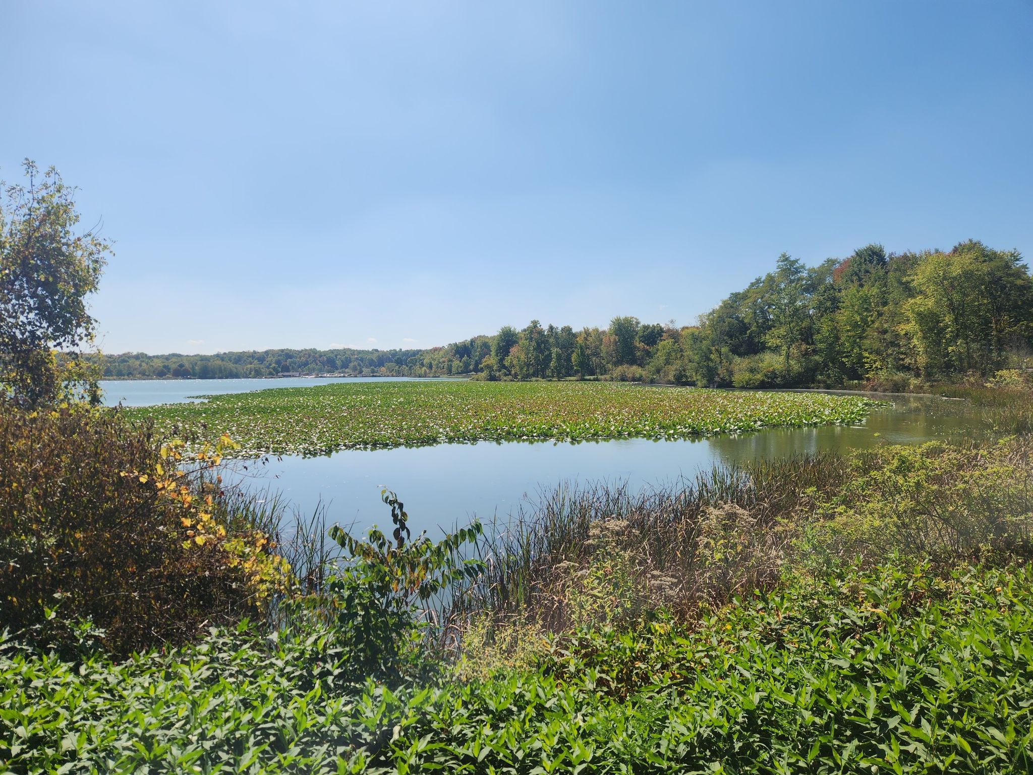 Sunny lake with dense lily pads and lush green trees under a clear sky. - Sunny Lake Loop Trail
