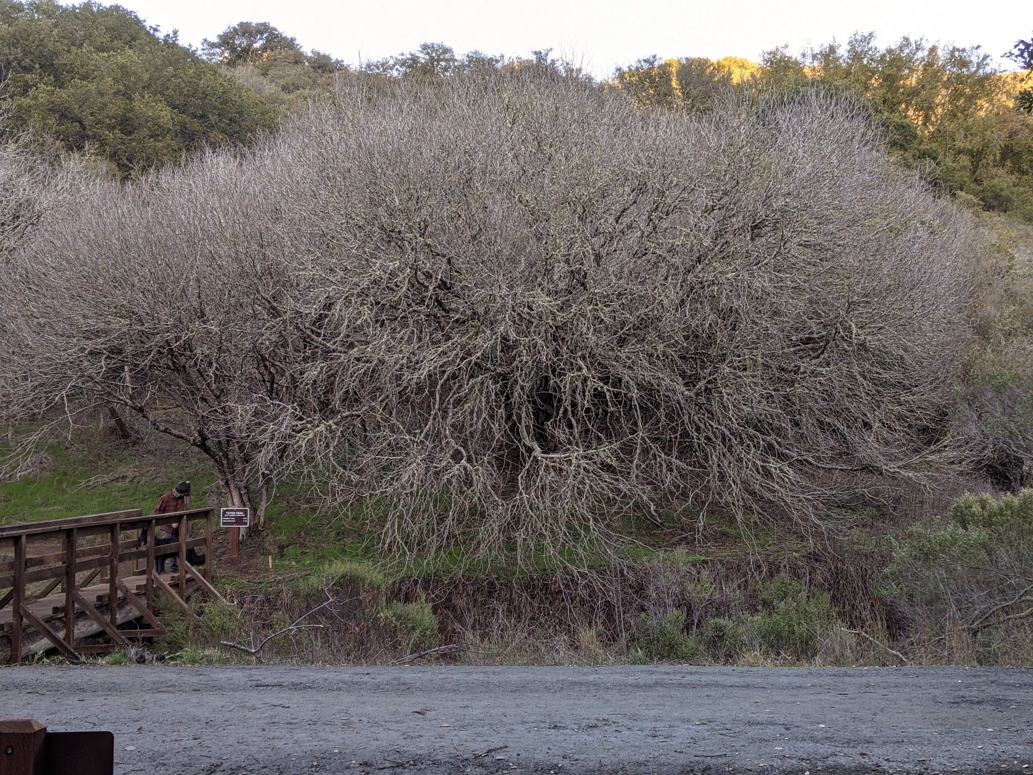 Large bare tree dominates a scene with a wooden bridge and dirt path. - Los Trancos and Trapper Trail Loop