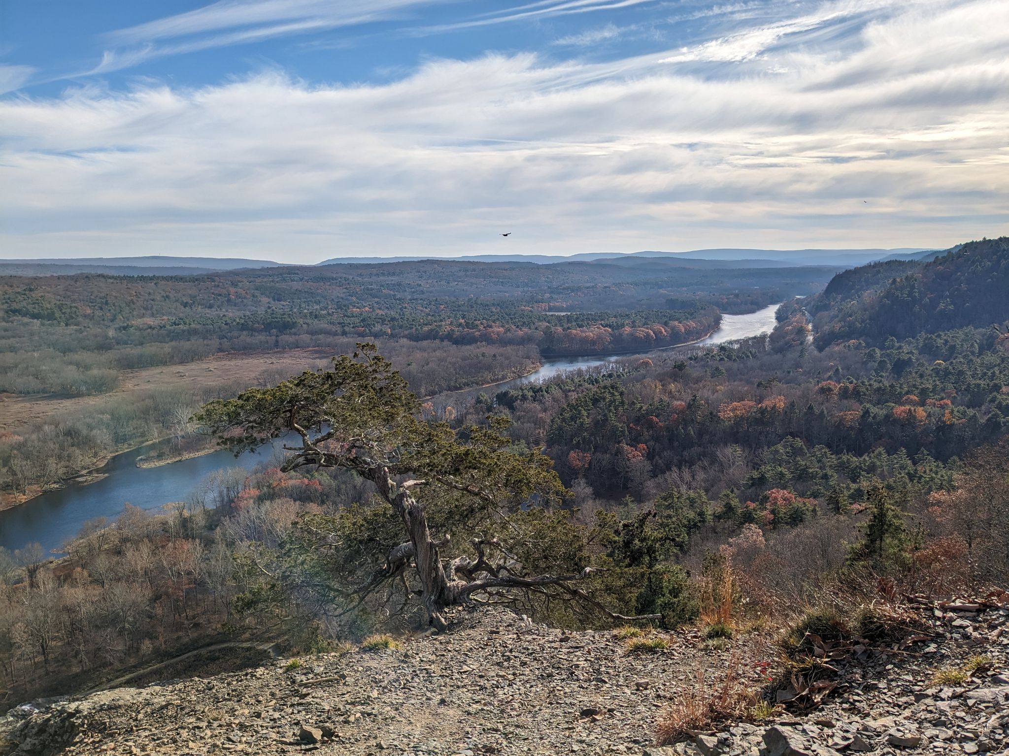 Overlook with a gnarled tree, river, and autumn forest under a cloudy sky. - Hackers Falls and Cliff Trail Loop